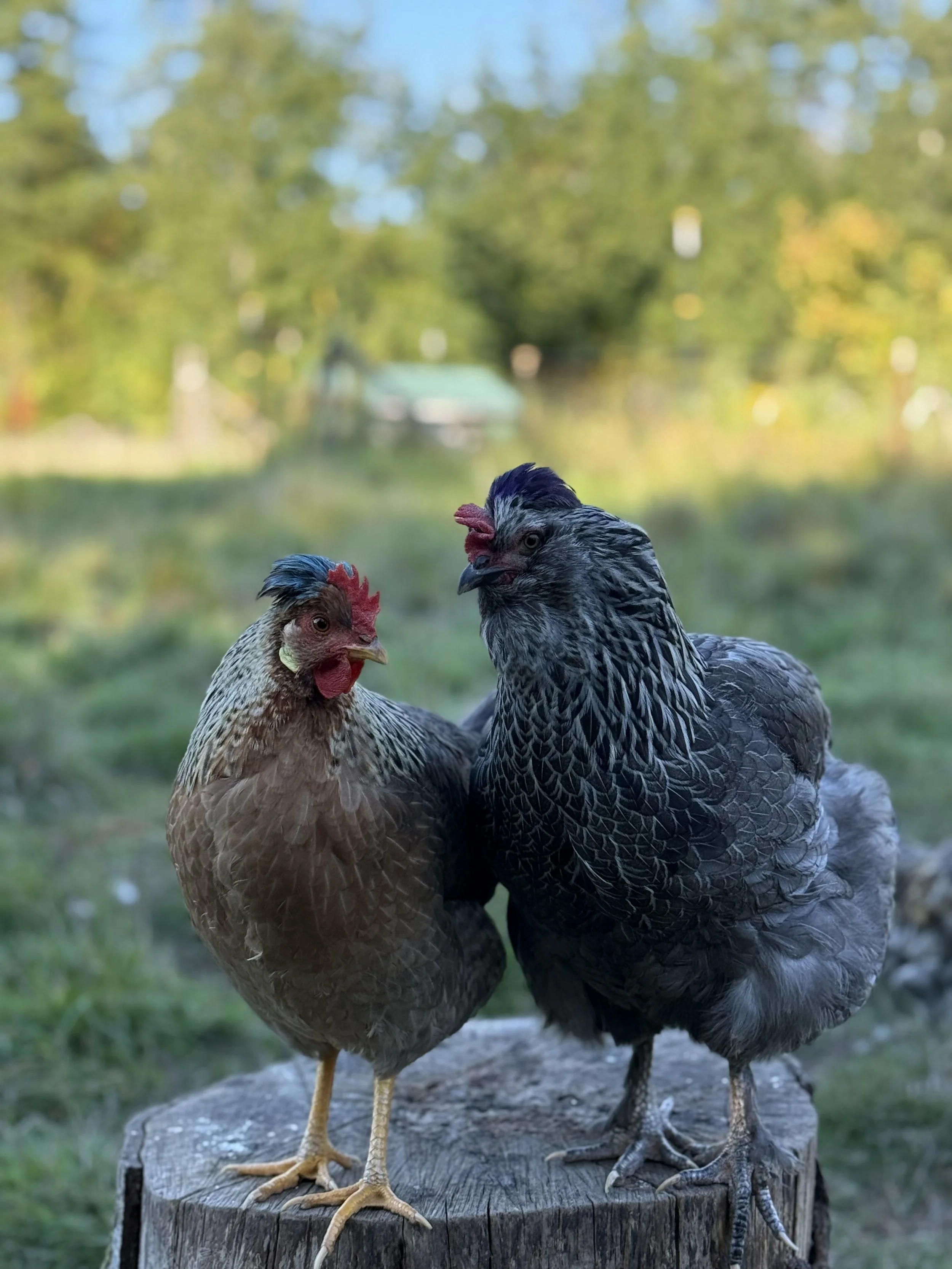 Chickens 2.jpeg