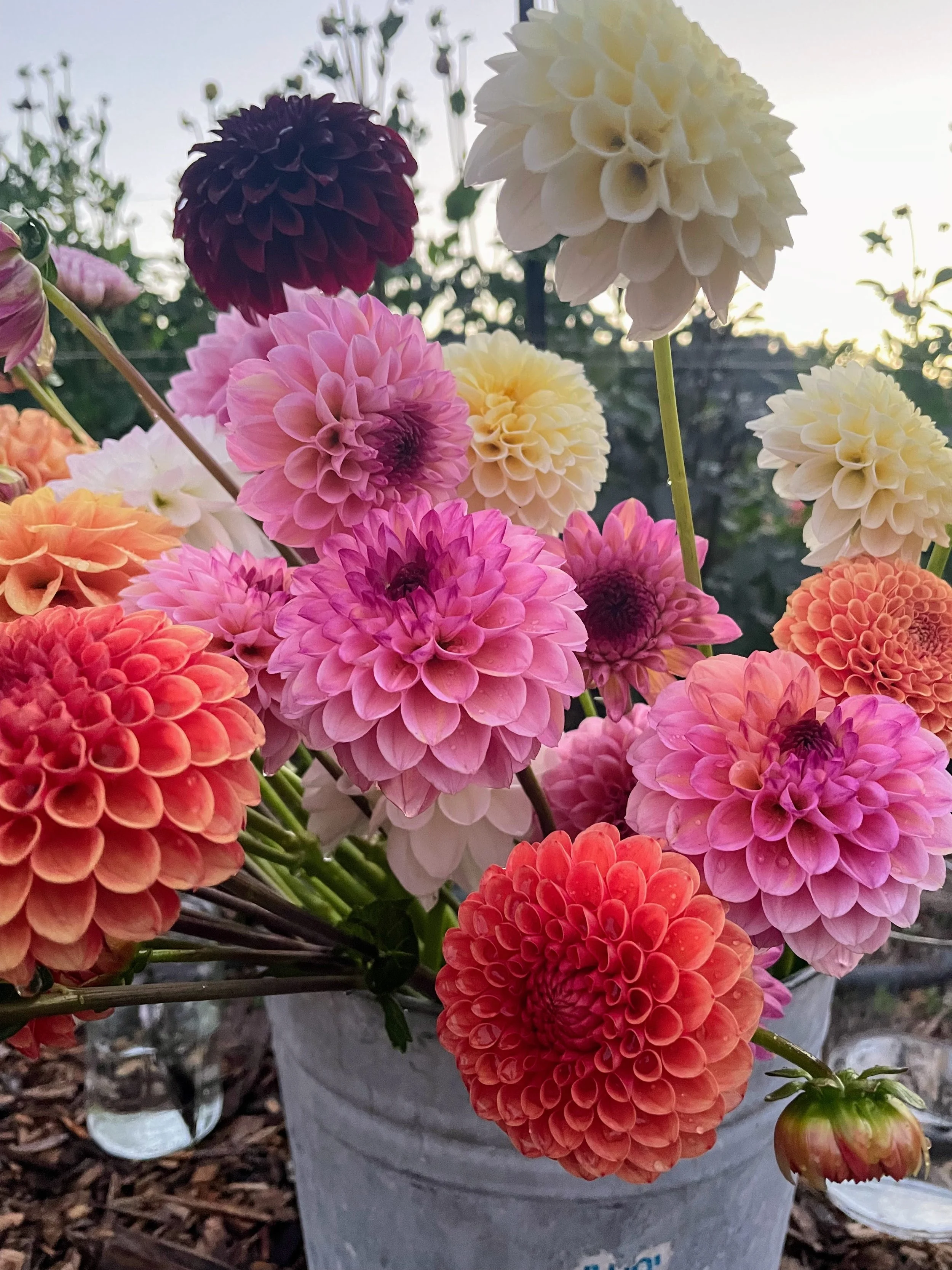 Dahlia Bucket.jpeg