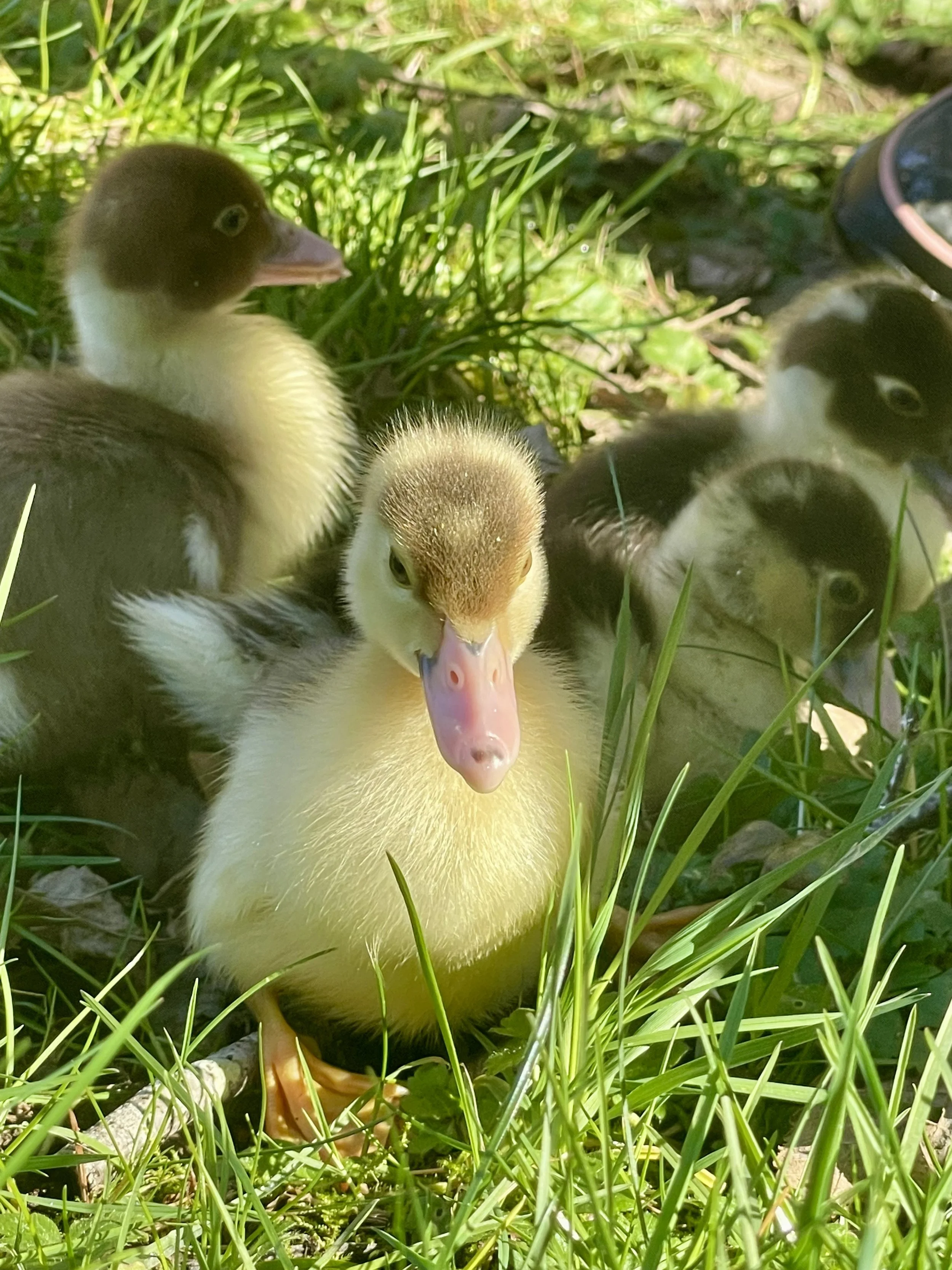 Ducklings.jpeg