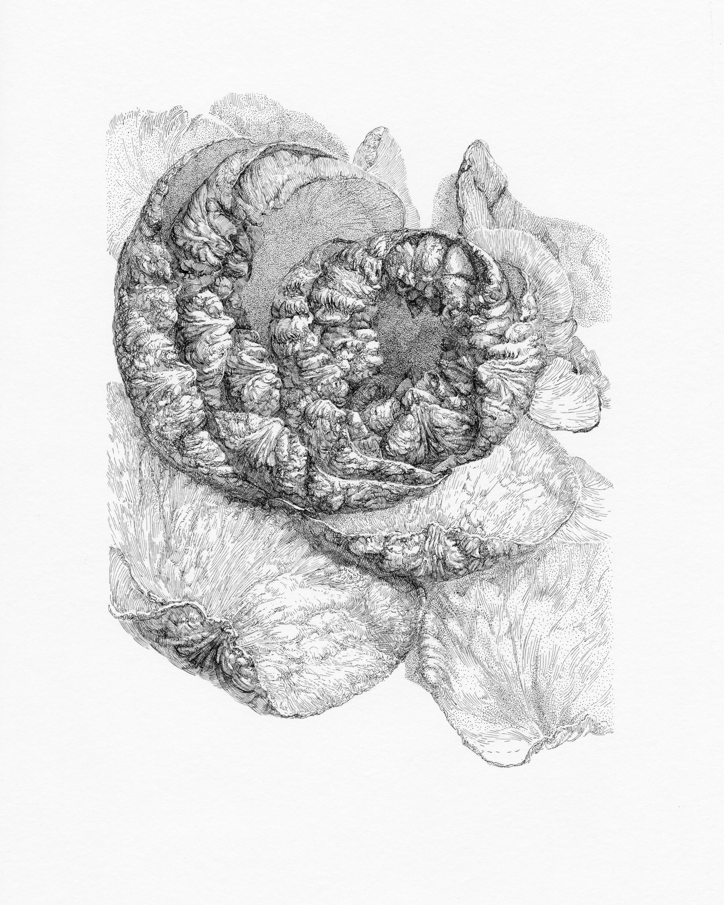 ROSE 2, After Bouquet Series