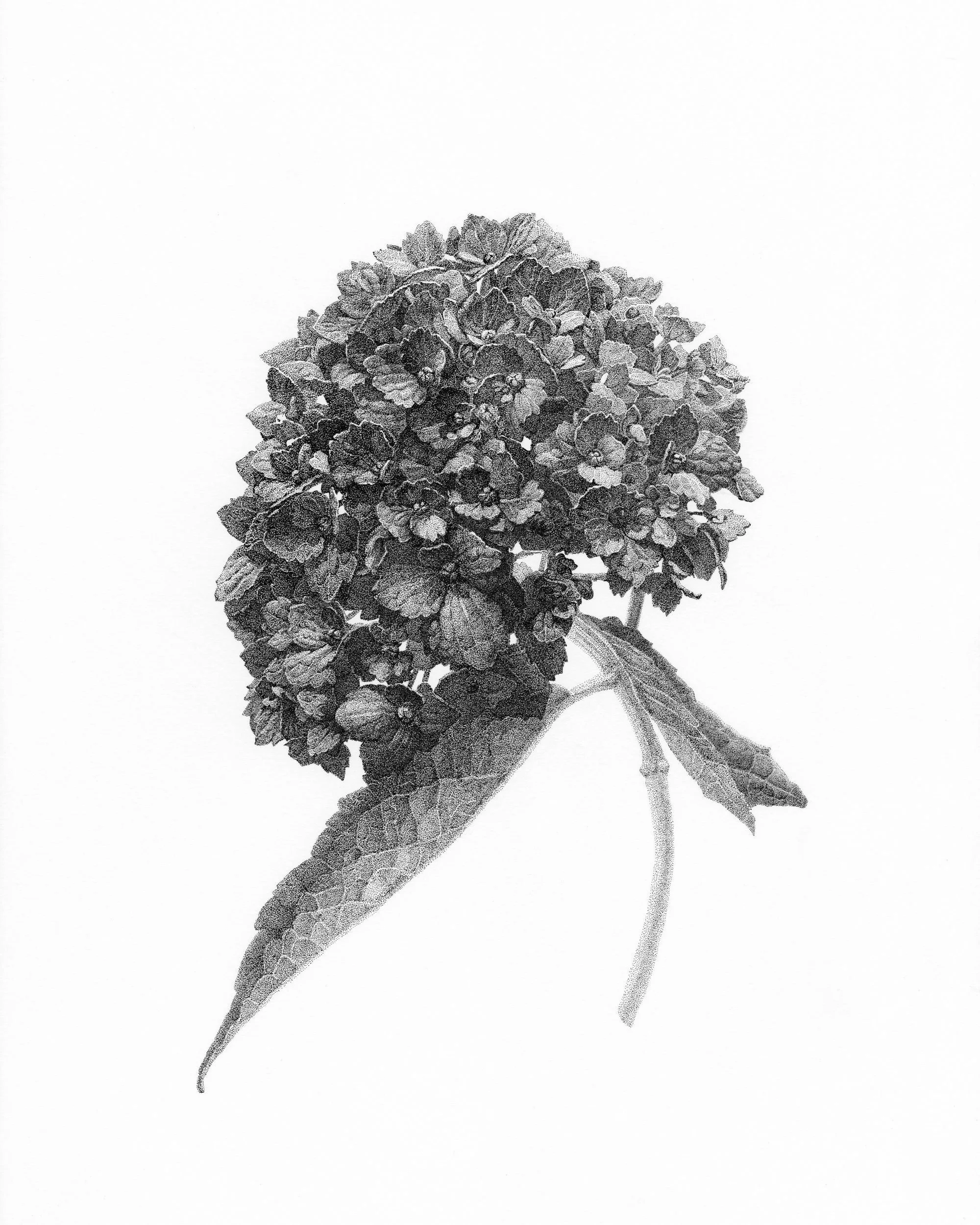 Hydrangea