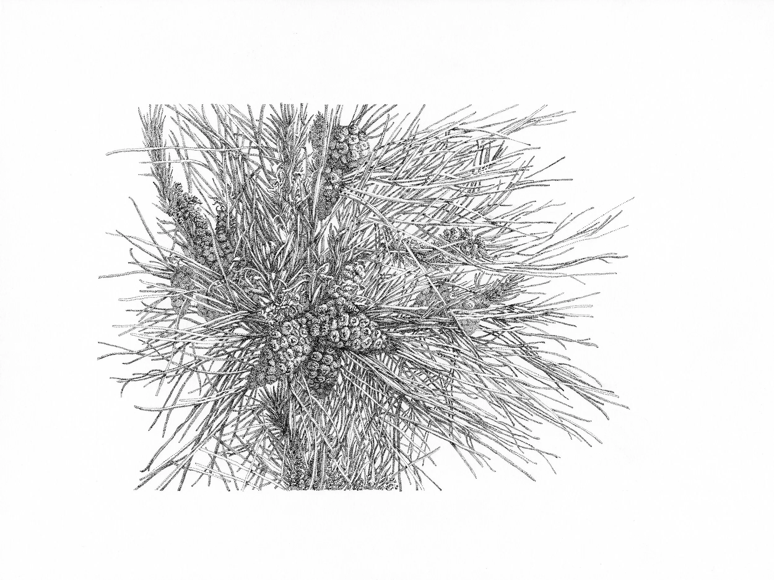 "Fir".
12" x 16", pen and ink on paper