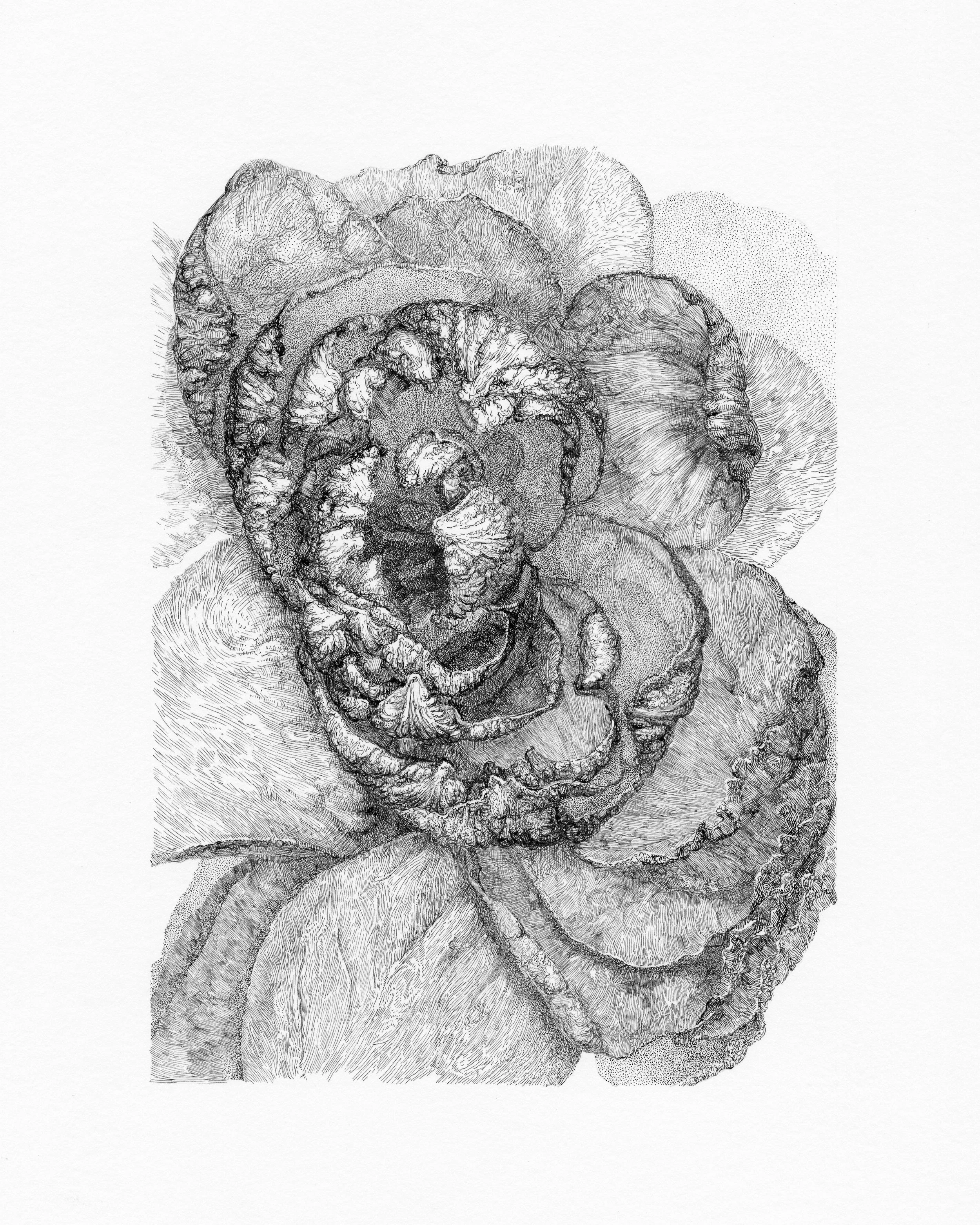 ROSE 6, After Bouquet Series