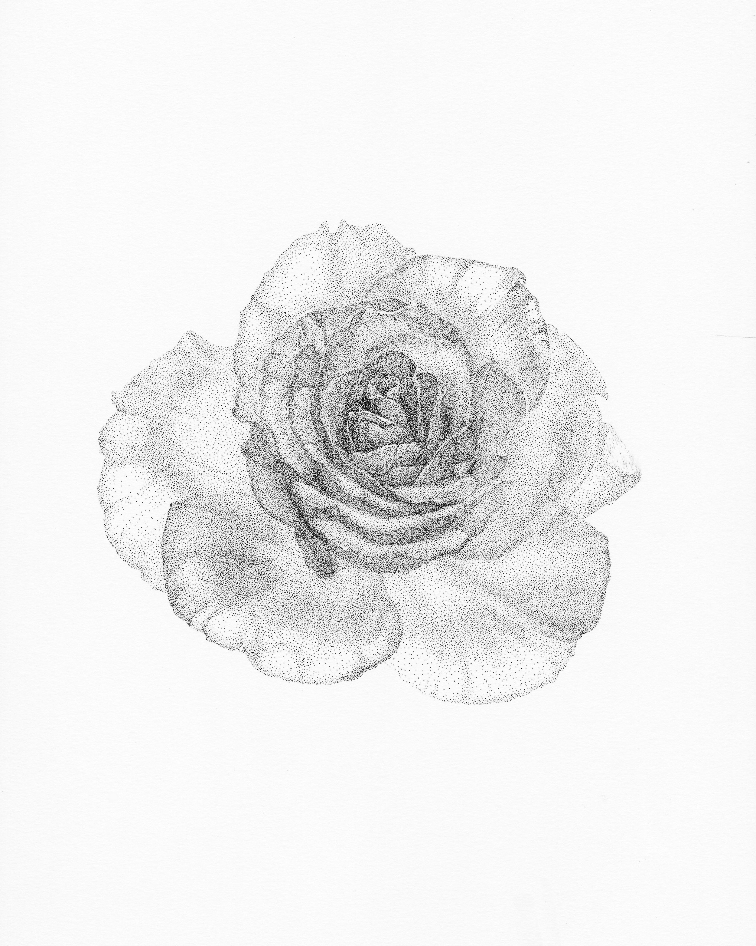 Rose. Portrait of Flower Series