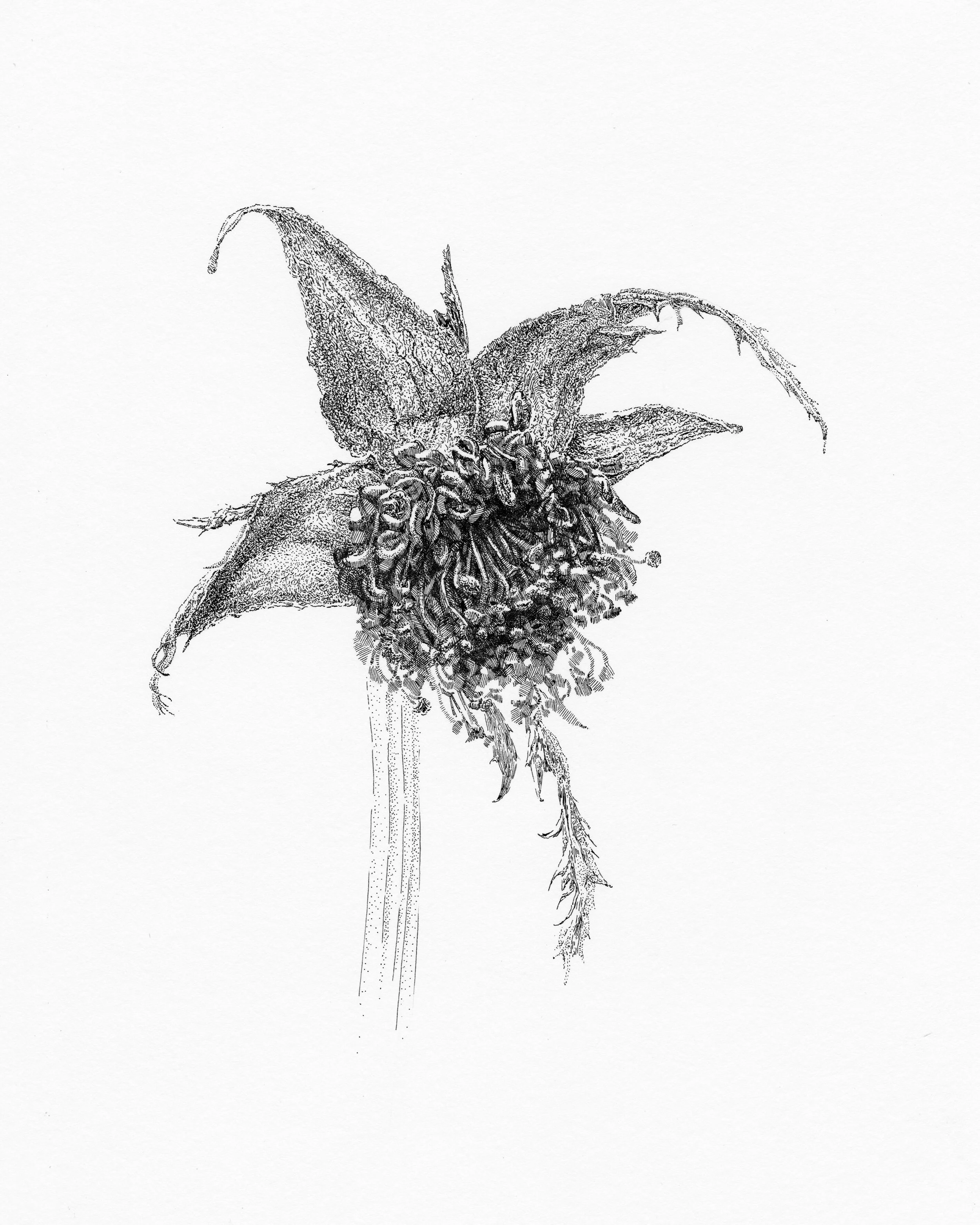 ROSE 7, After Bouquet Series