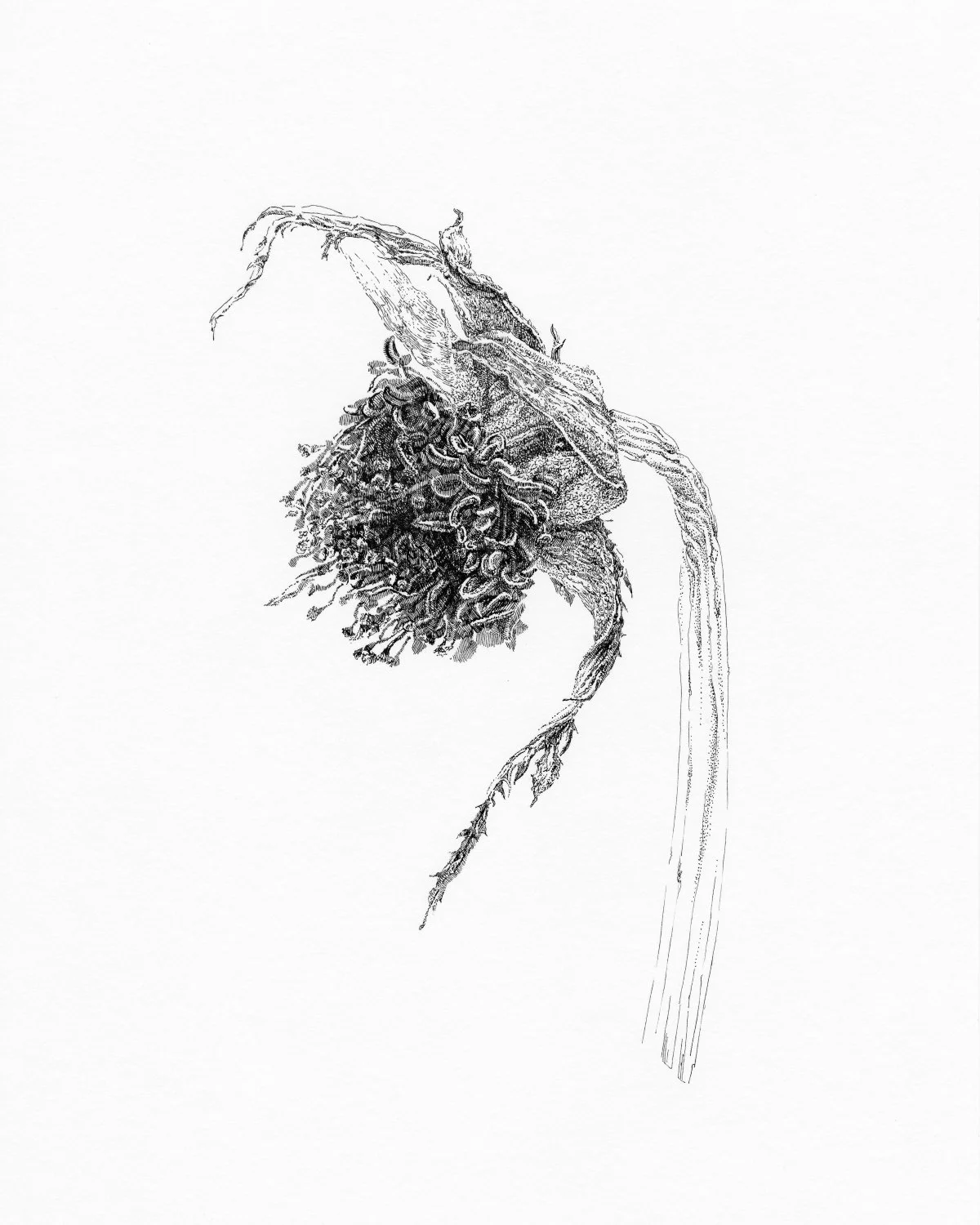    ROSE 1, After Bouquet Series