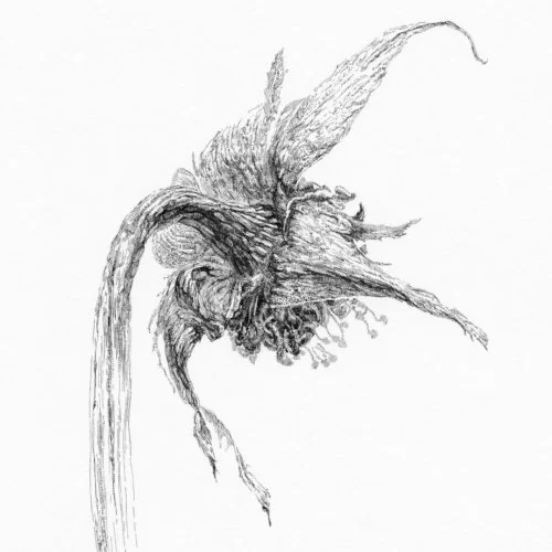 A detailed ink drawing of rose without petals.