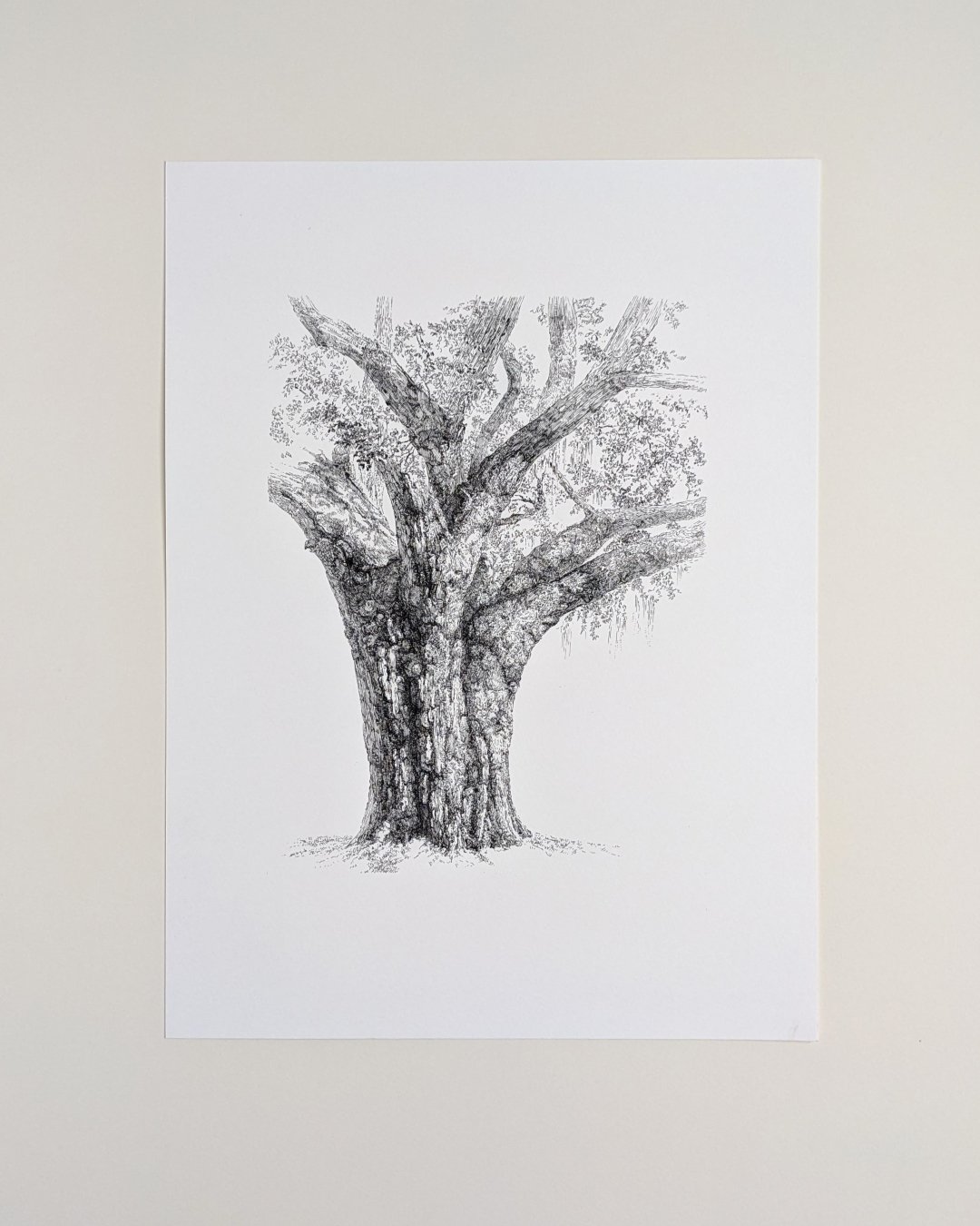 oak_1_4x5.jpg