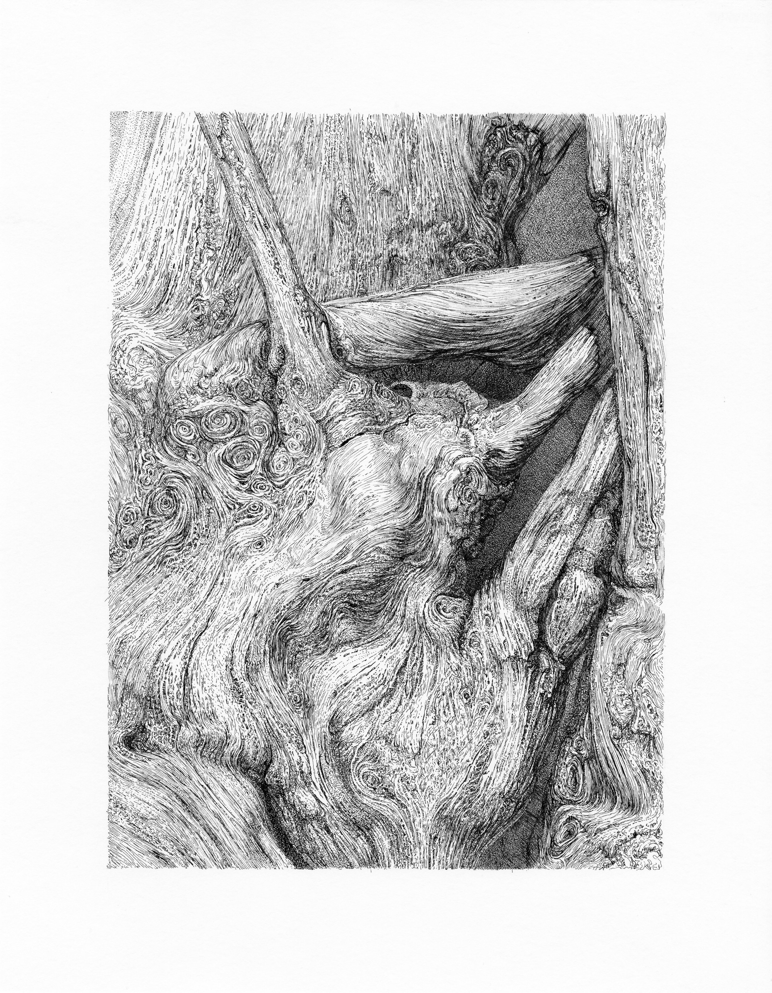 Under Bark I