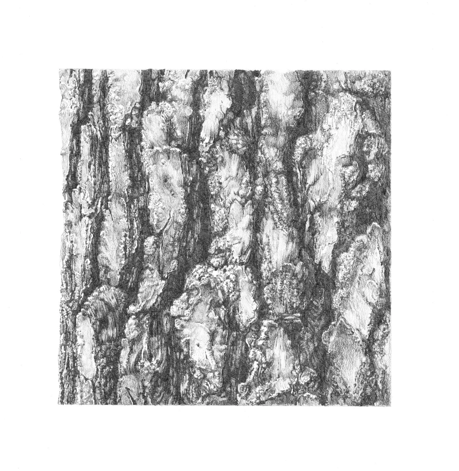PINE BARK. NORTH, “Four Aspects” Series