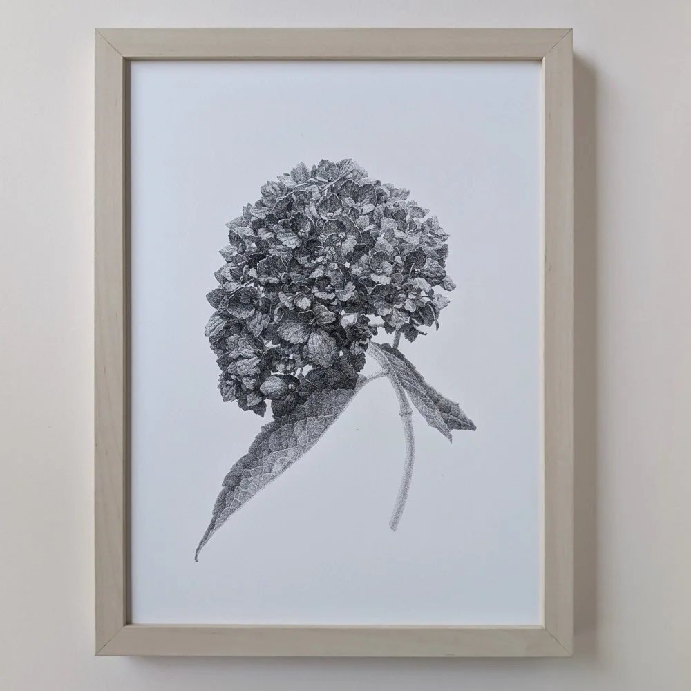 Hydrangea_bloom_1_frame_2.jpg