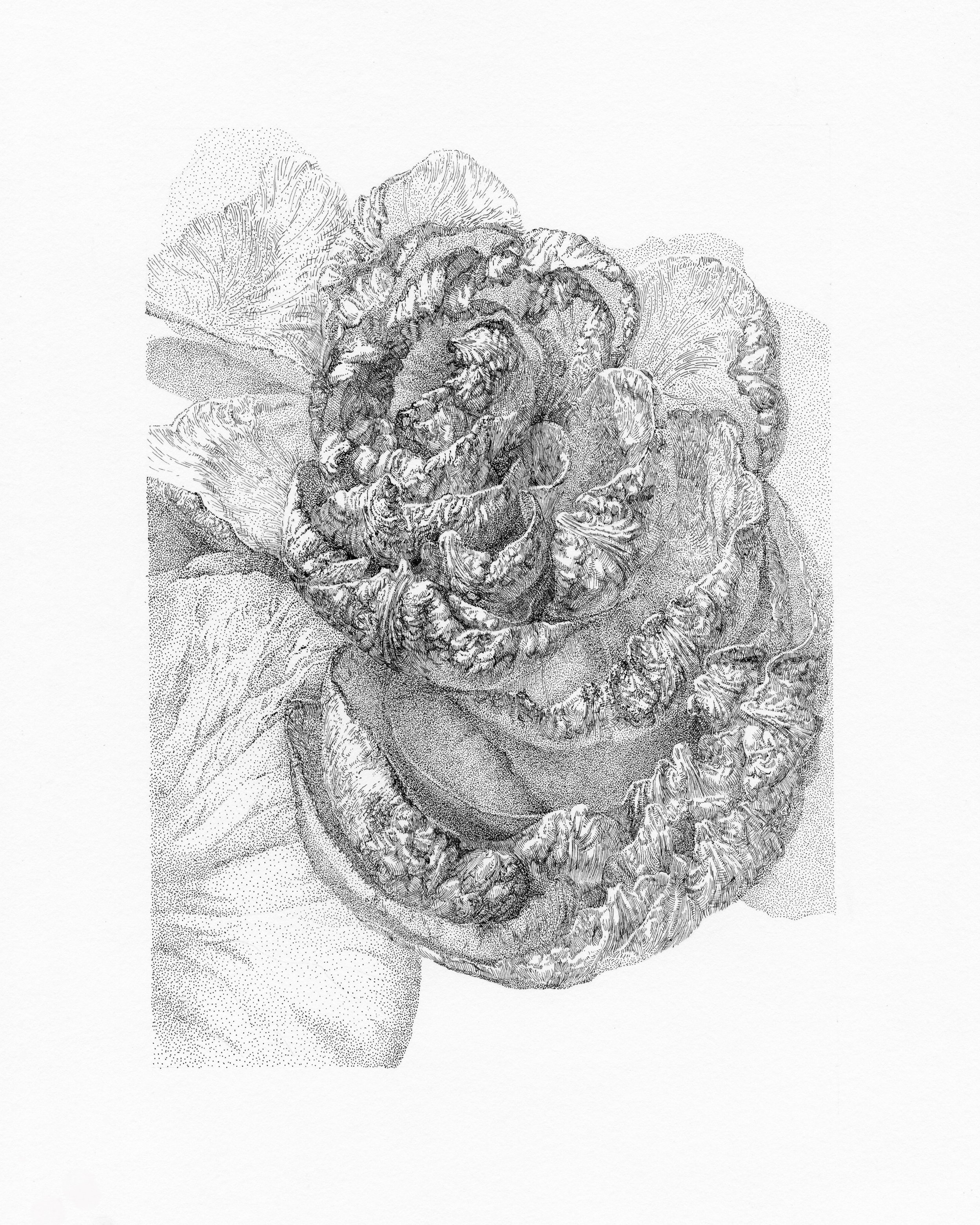 ROSE 4, After Bouquet Series