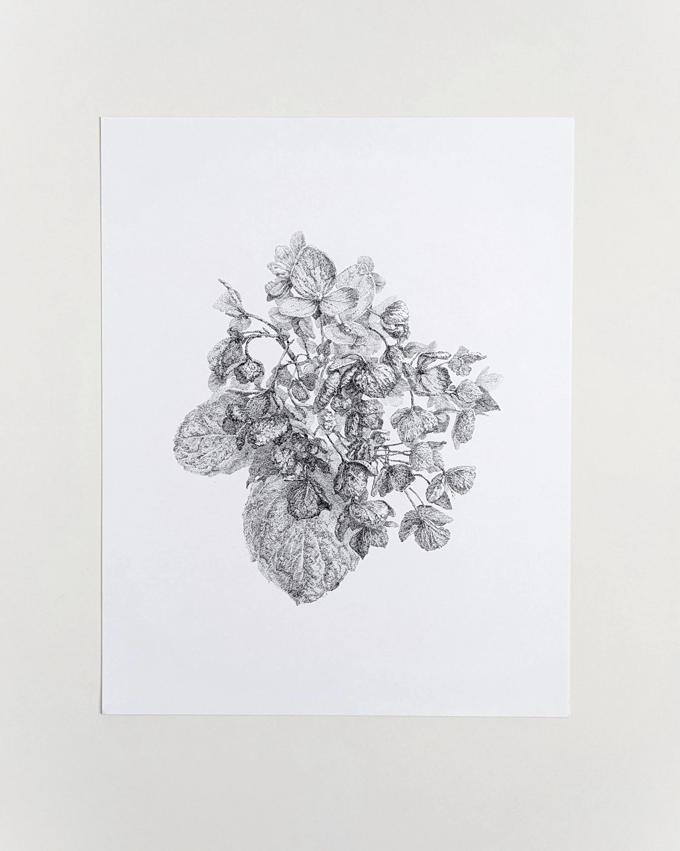 "Dry Hydrangea. 1".
11" x 14", pen and ink on paper