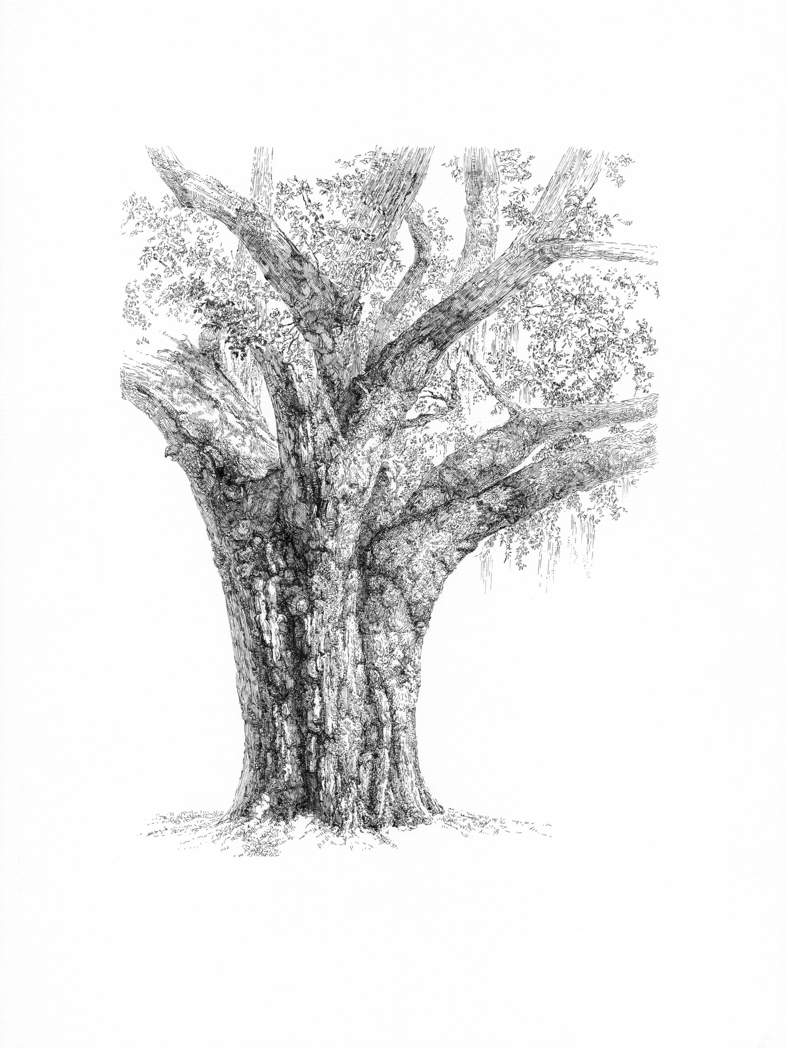 "Oak".
11" x 14", pen and ink on paper
