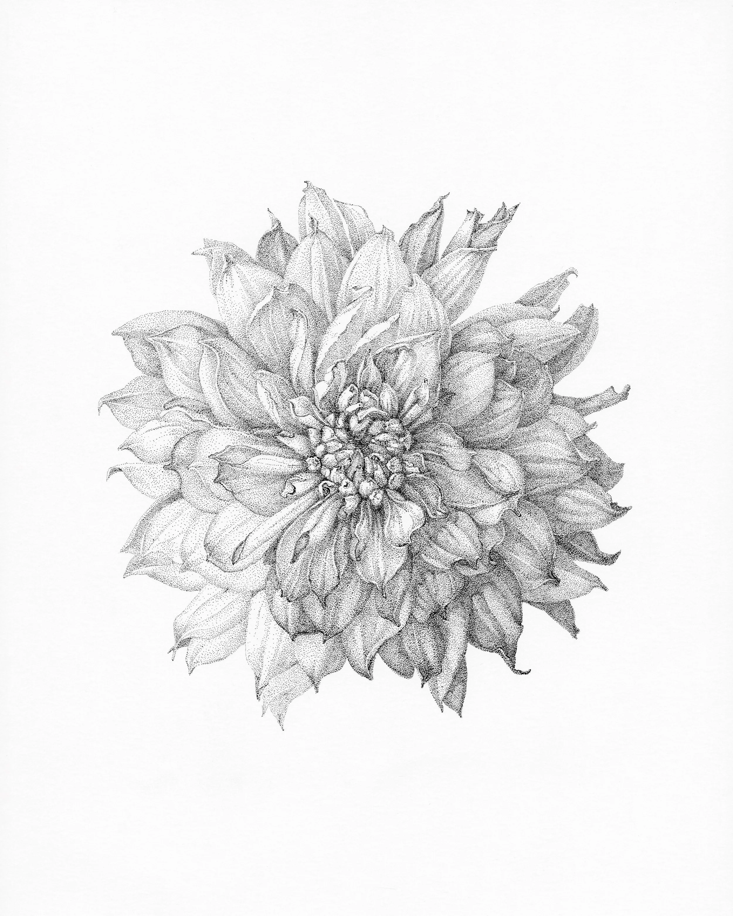 Dahlia. Portrait of Flower Series