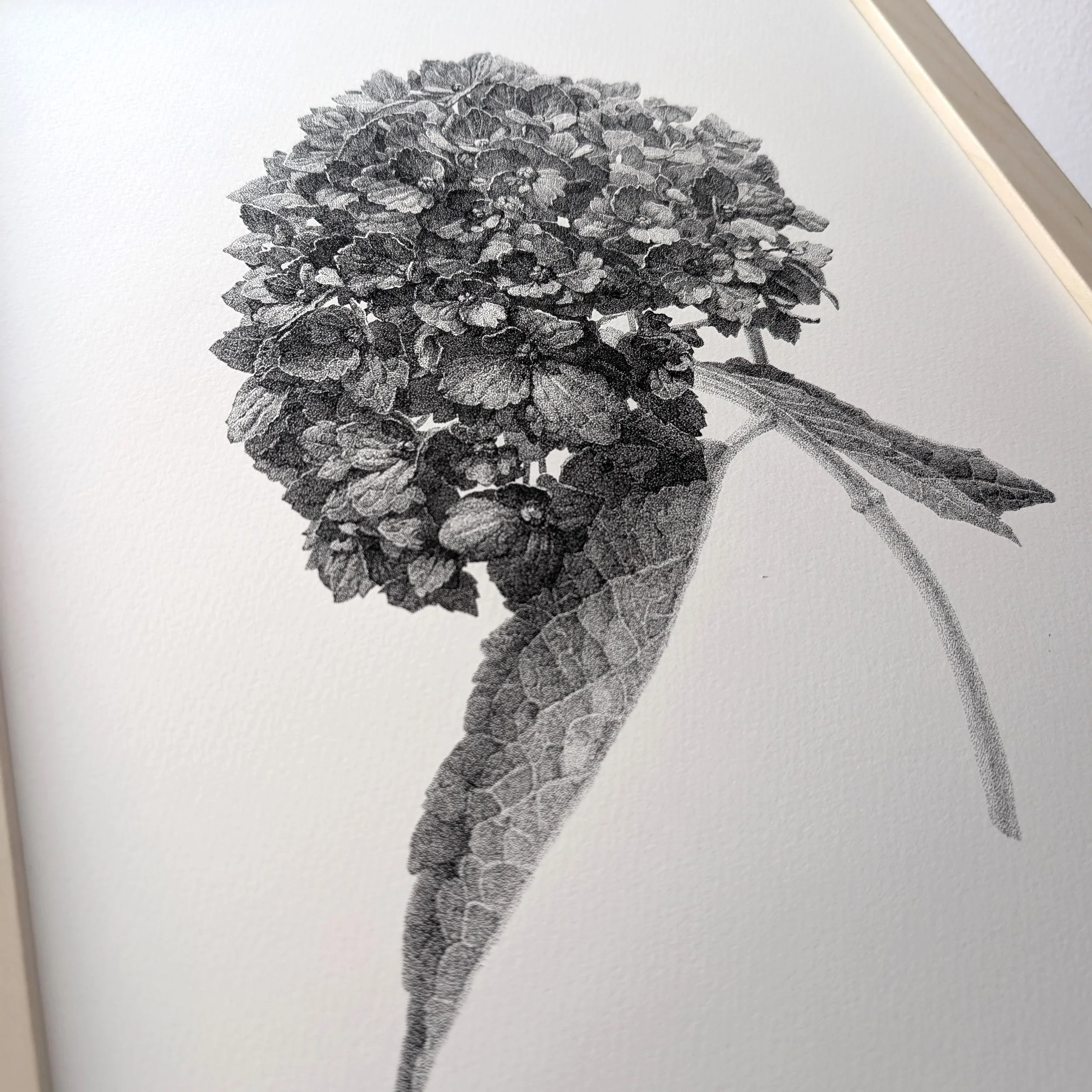 Hydrangea_bloom_1_frame_detail_1000x1000.jpg