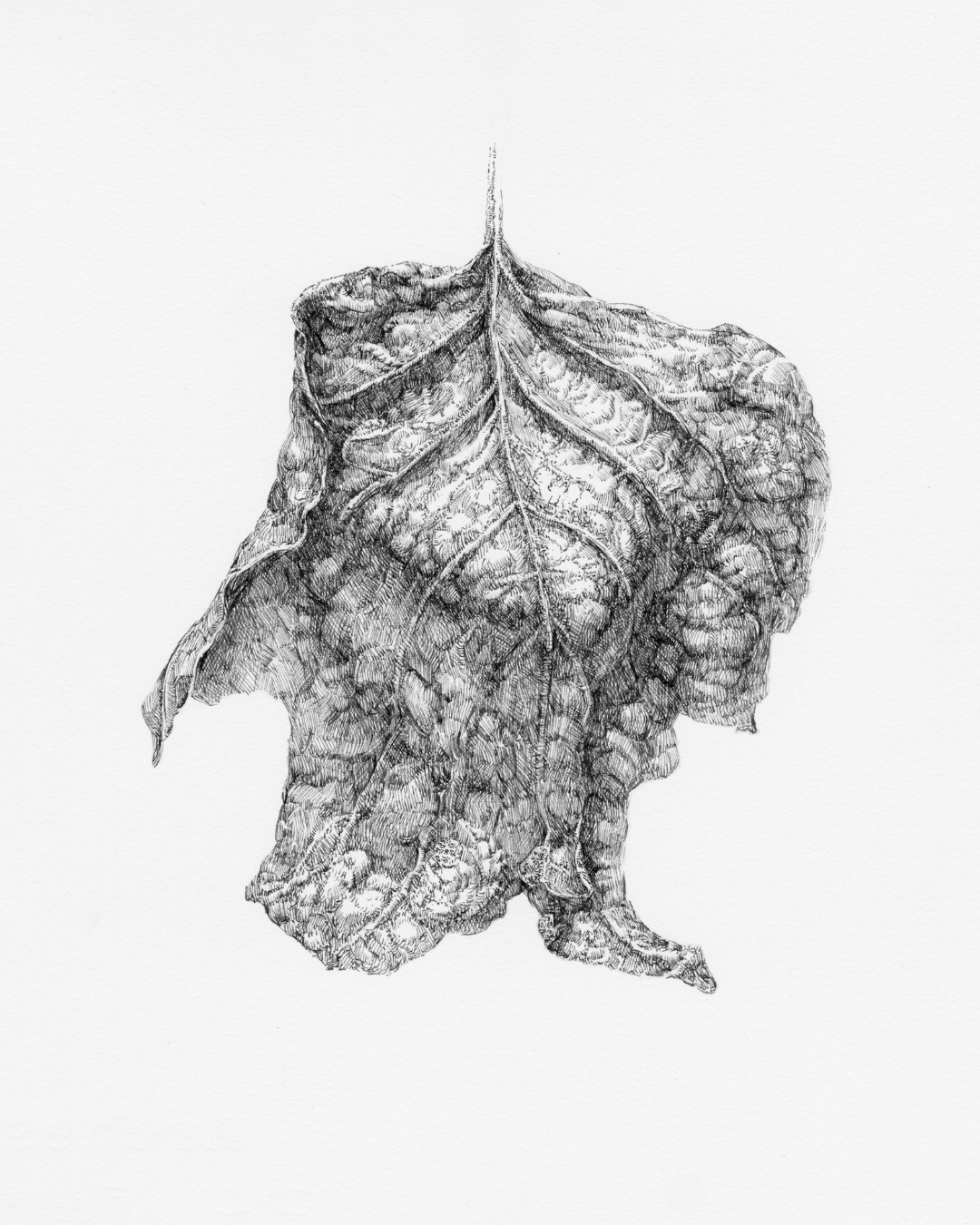 "Dry Maple Leave".
11" x 14", pen and ink on paper