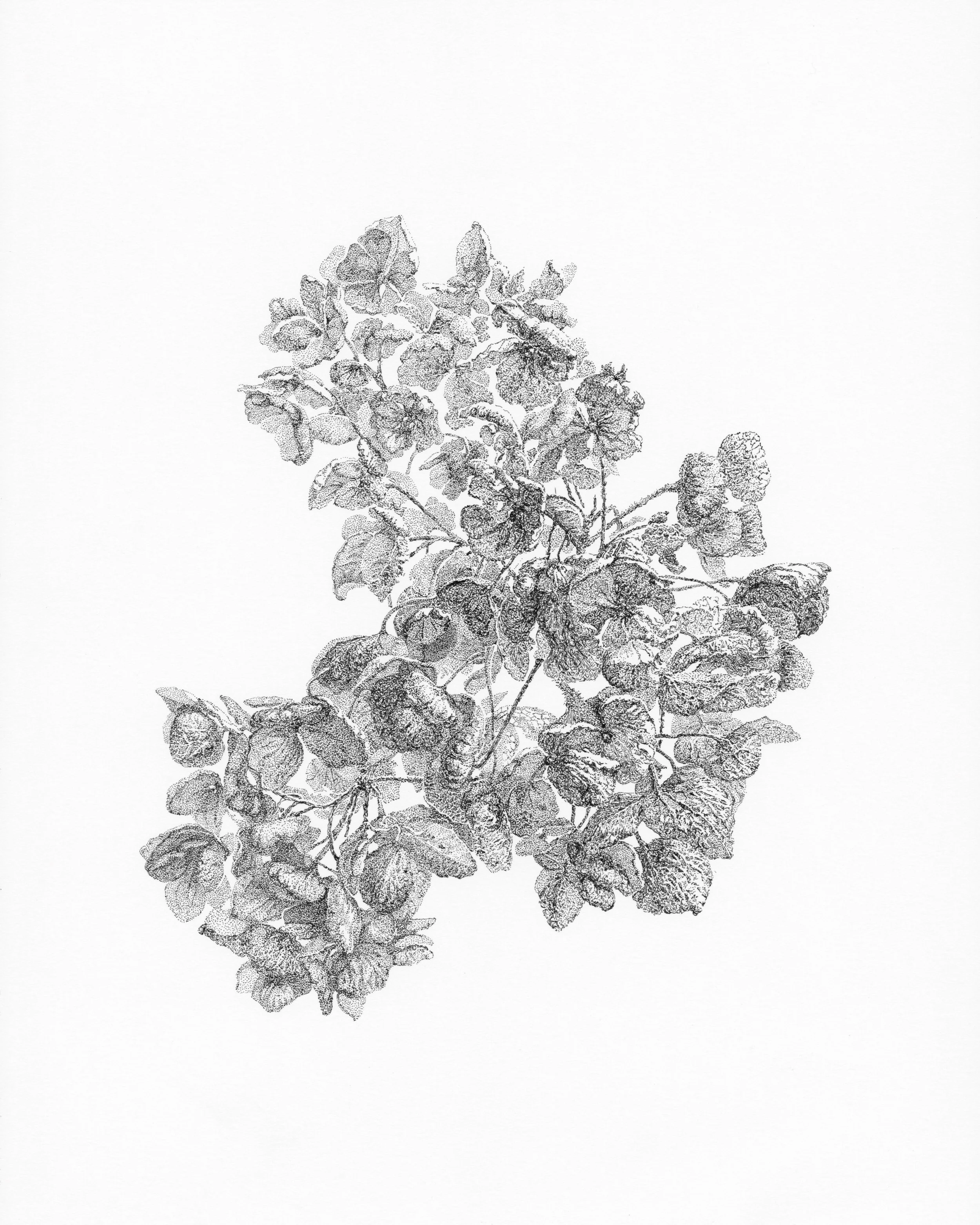 "Dry Hydrangea. 2".
11" x 14", pen and ink on paper