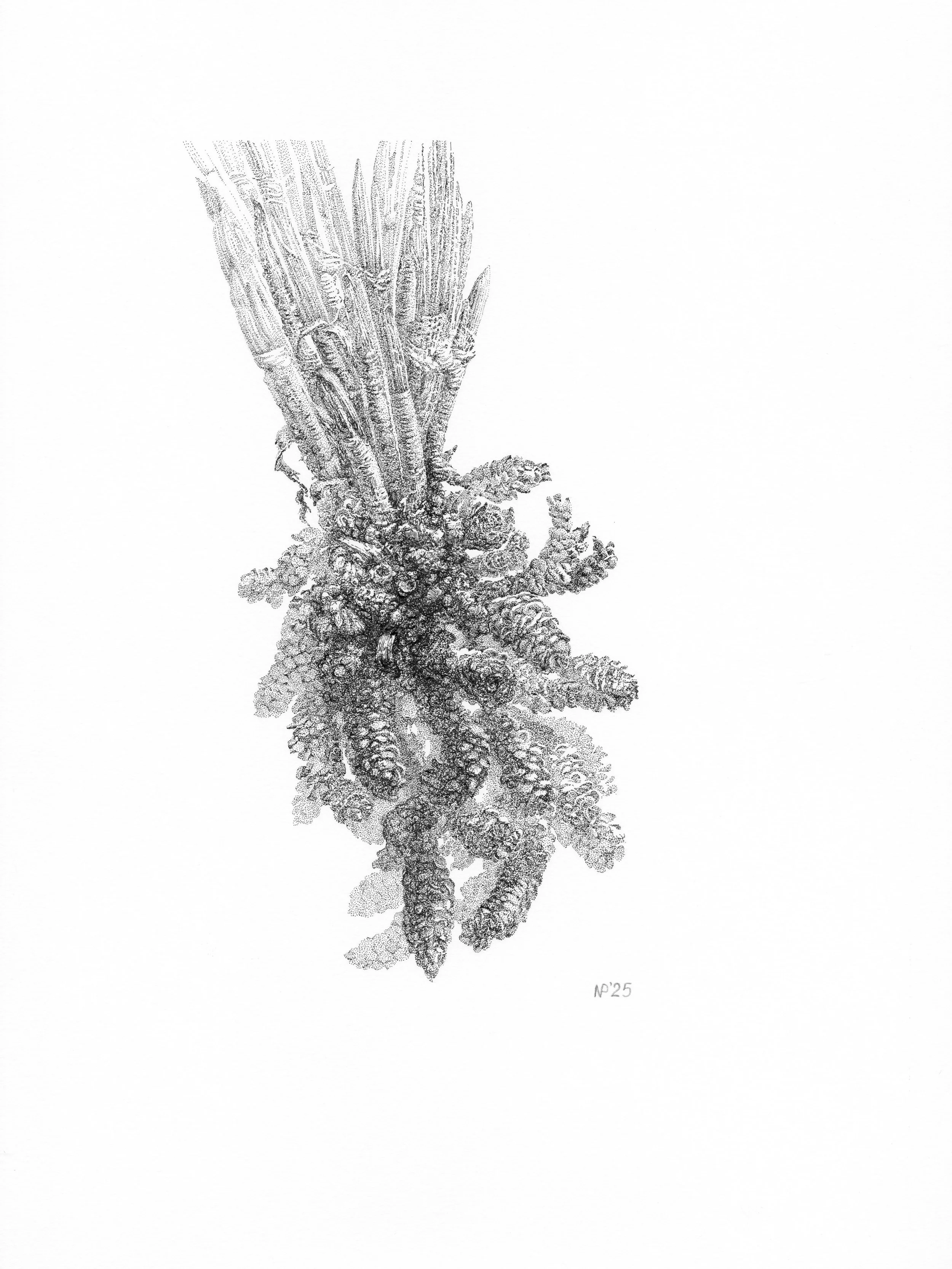 "Fir Branch".
12" x 16", pen and ink on paper