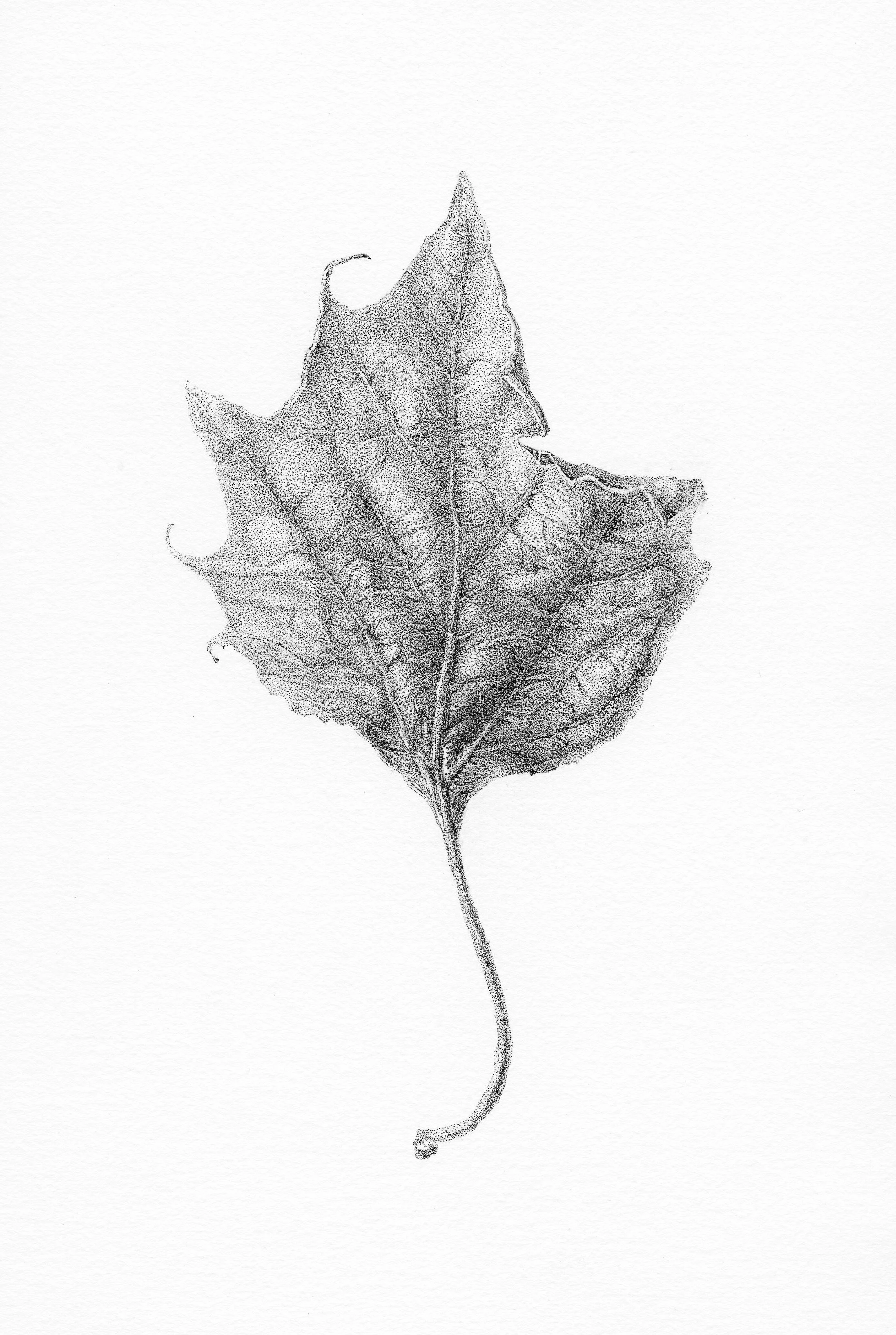 "Birch Leave".
6" x 8", pen and ink on paper