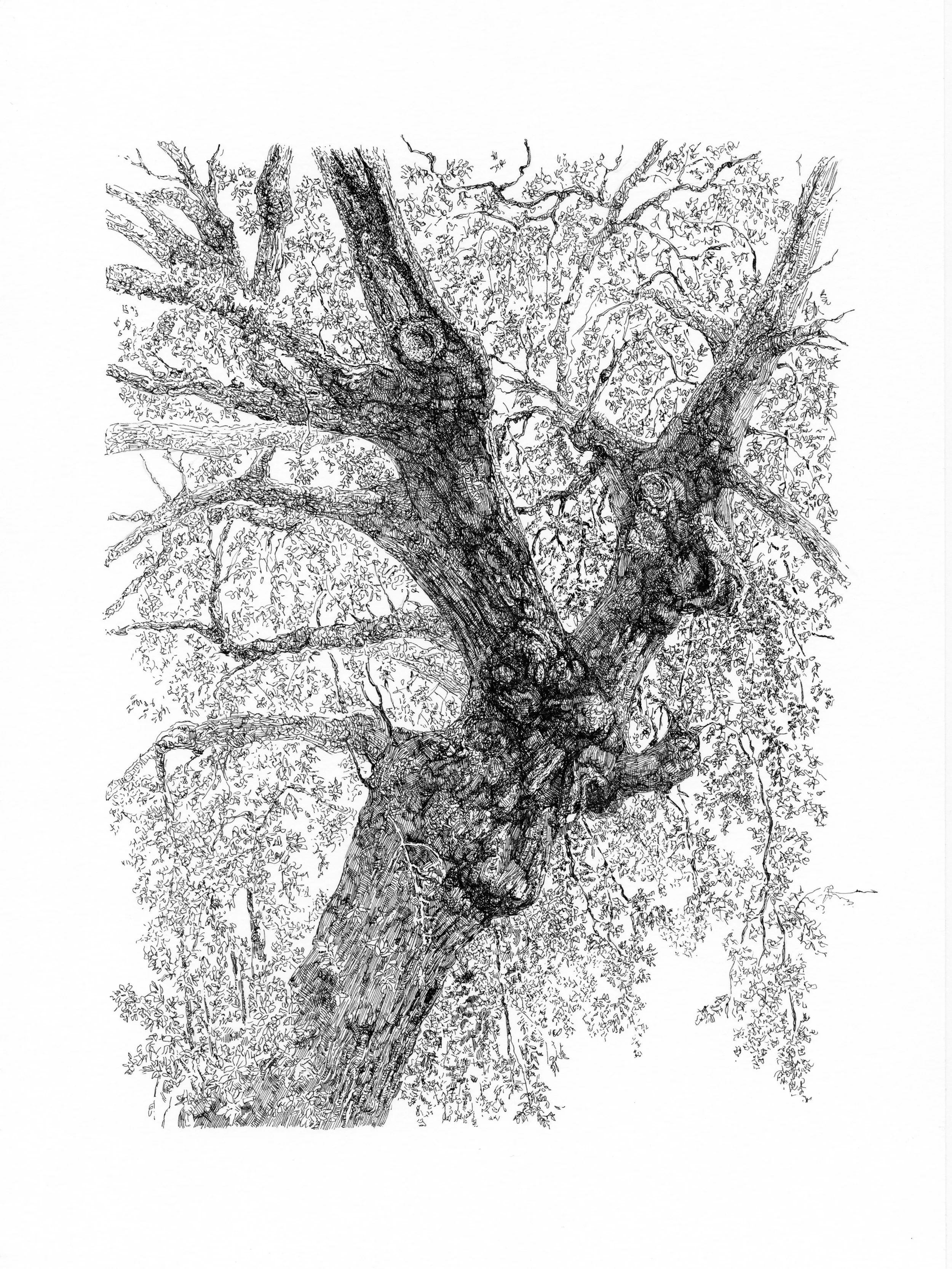 "Wild Oak".
11" x 14", pen and ink on paper