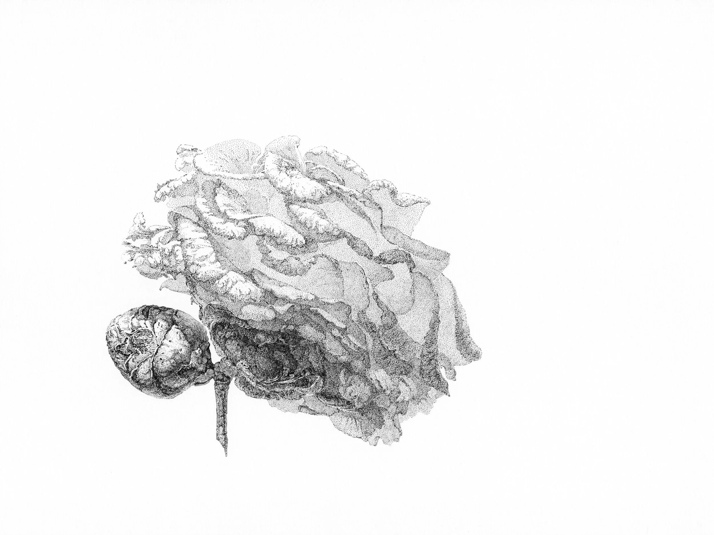 Camellia. Portrait of Flower Series