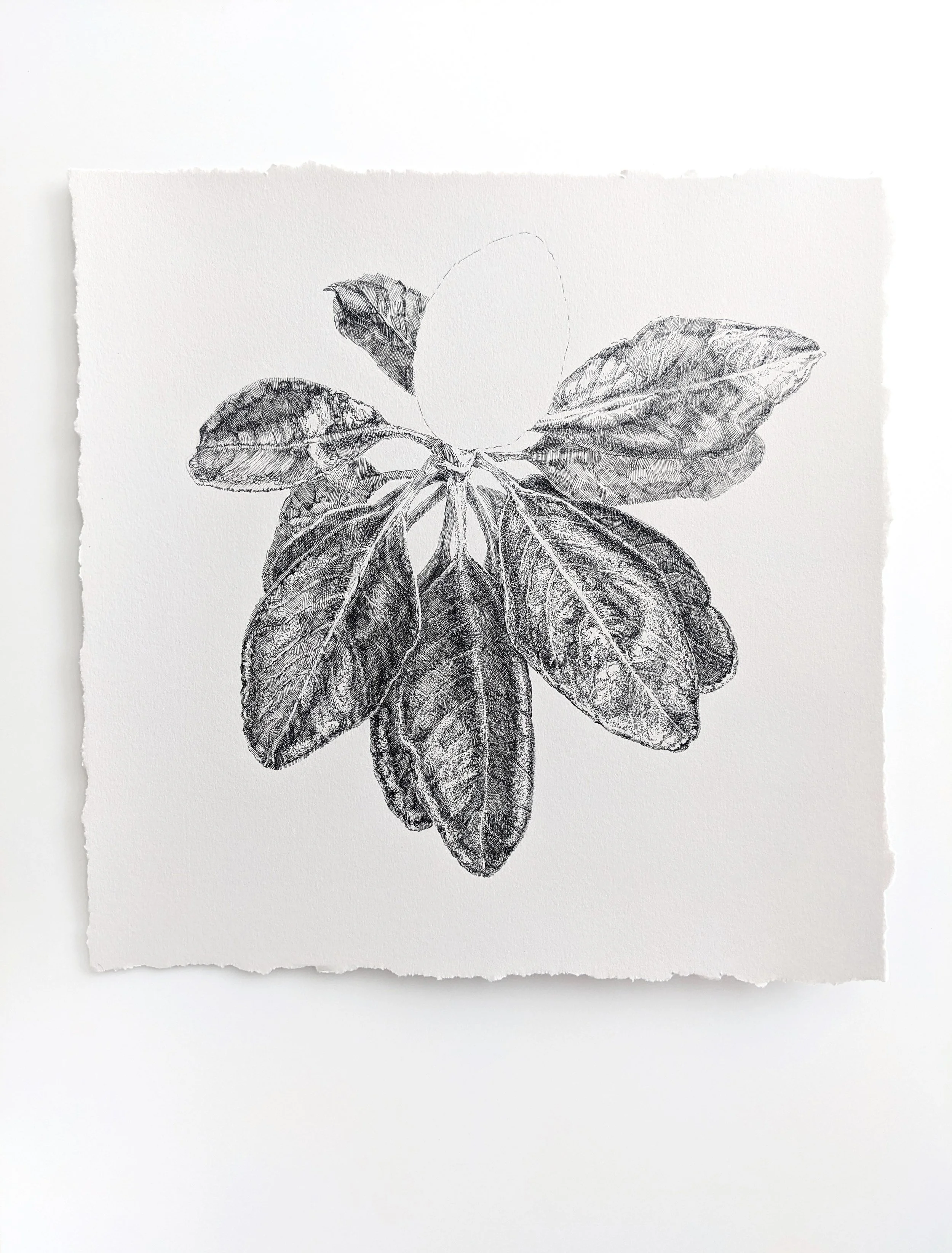 “Magnolia Unfinished”, 2023, ink on paper, 12 x12