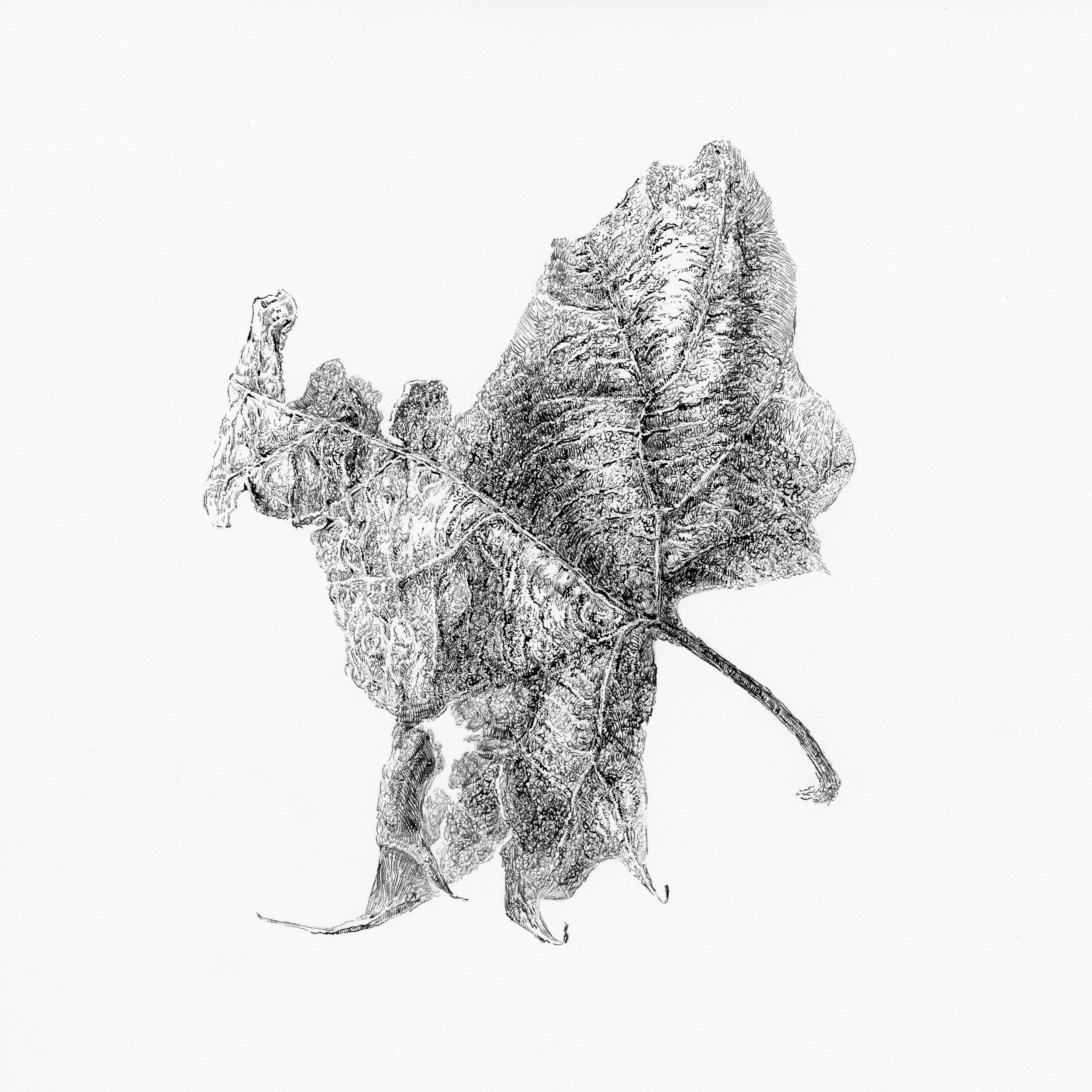 "Maple Leave".
12" x 12", pen and ink on paper