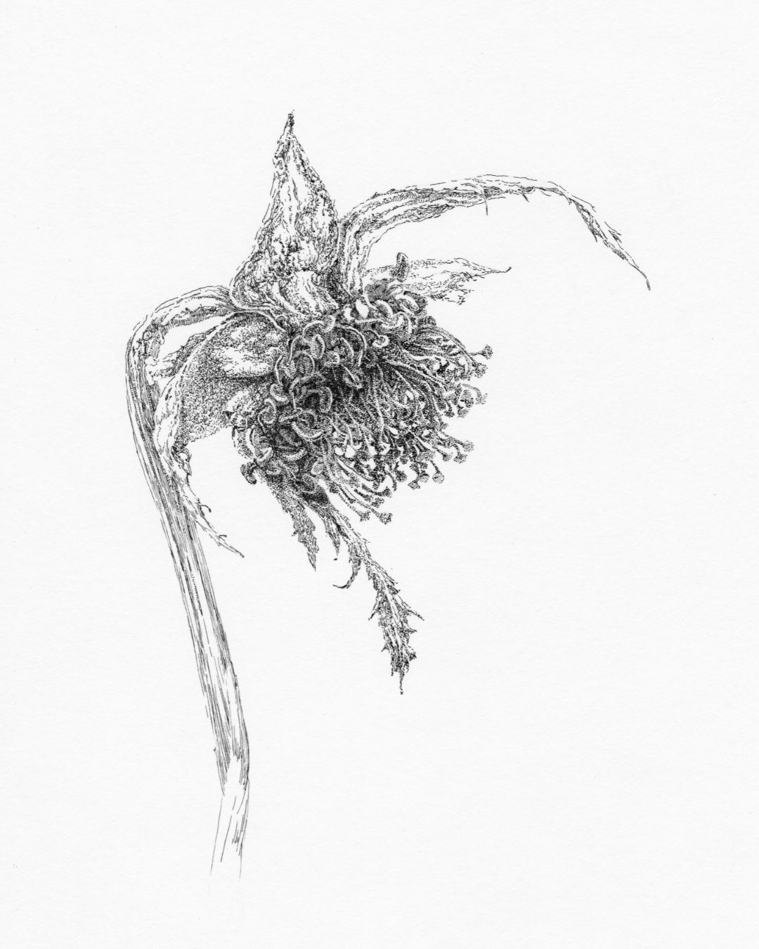    ROSE 5, After Bouquet Series