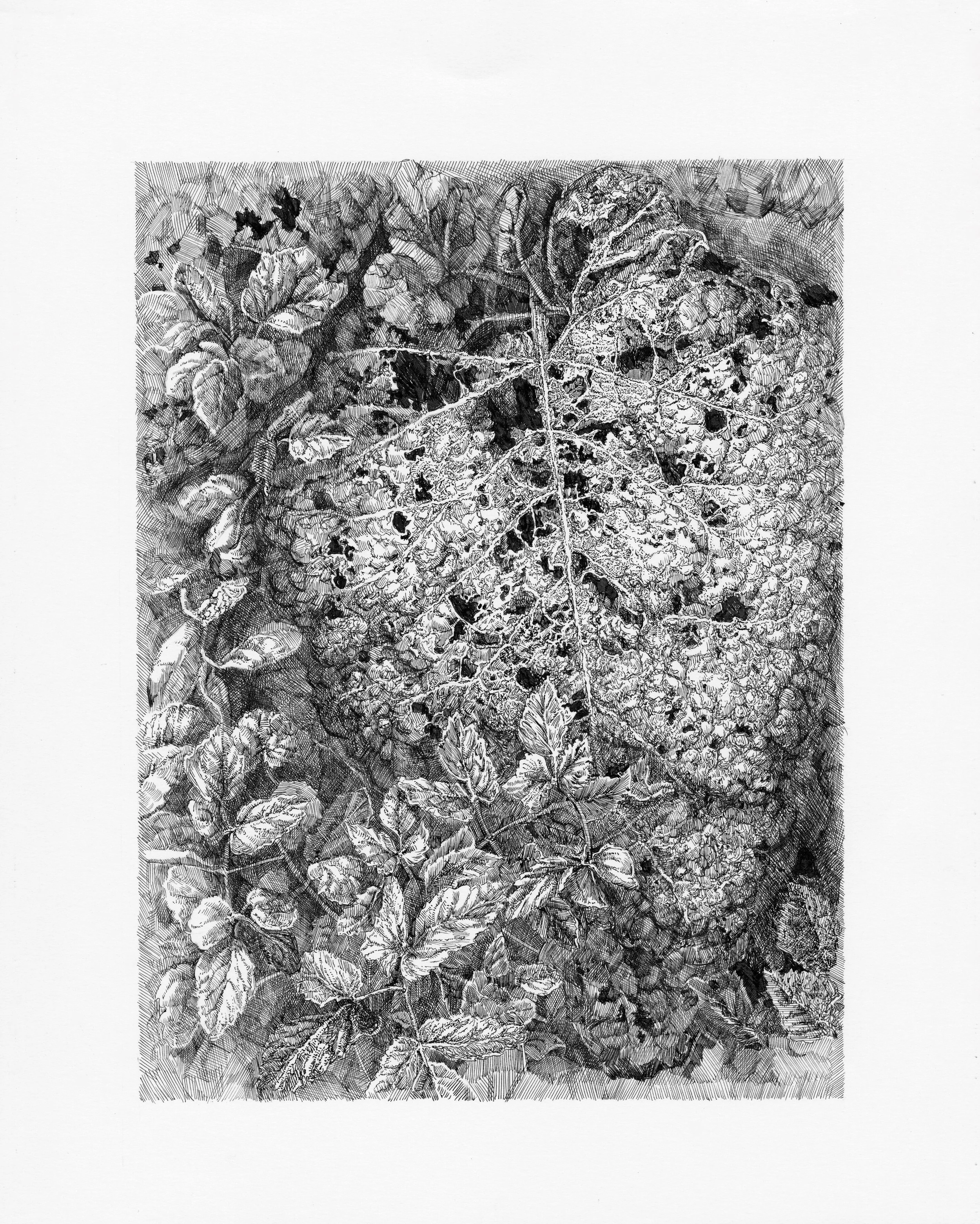 "Grass".
11" x 14", pen and ink on paper