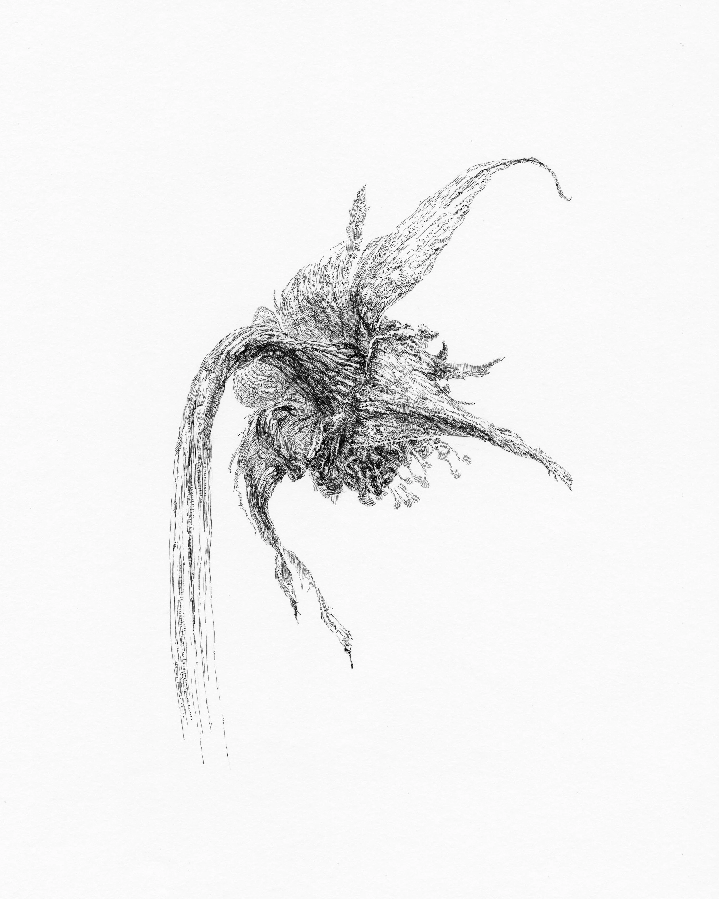 ROSE 3, After Bouquet Series