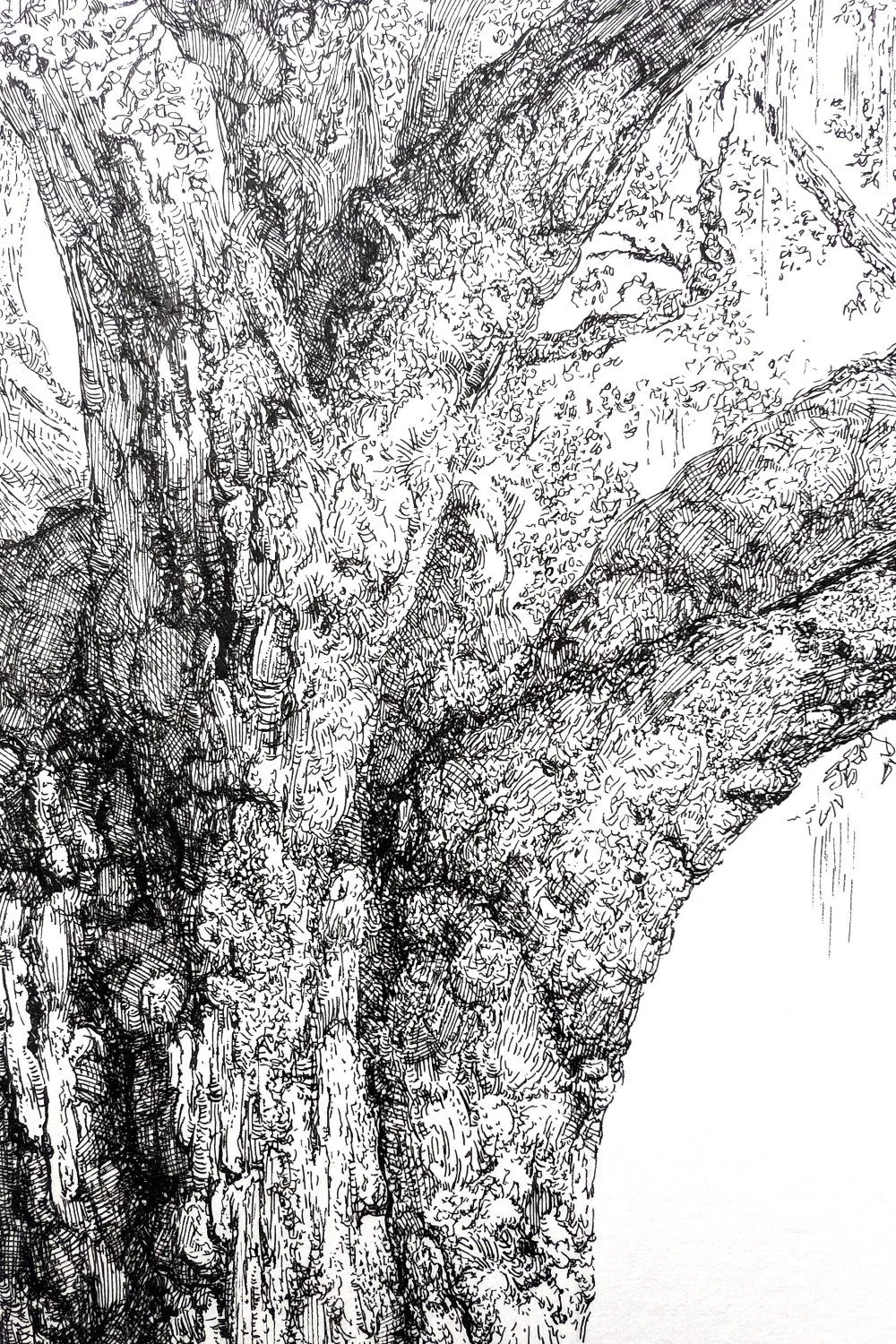 Tree_oak_2_scan_2x3.jpg