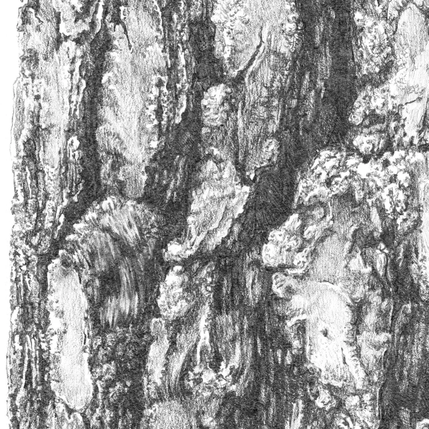 Pine_Bark_Study_detail_1500_80%.jpg