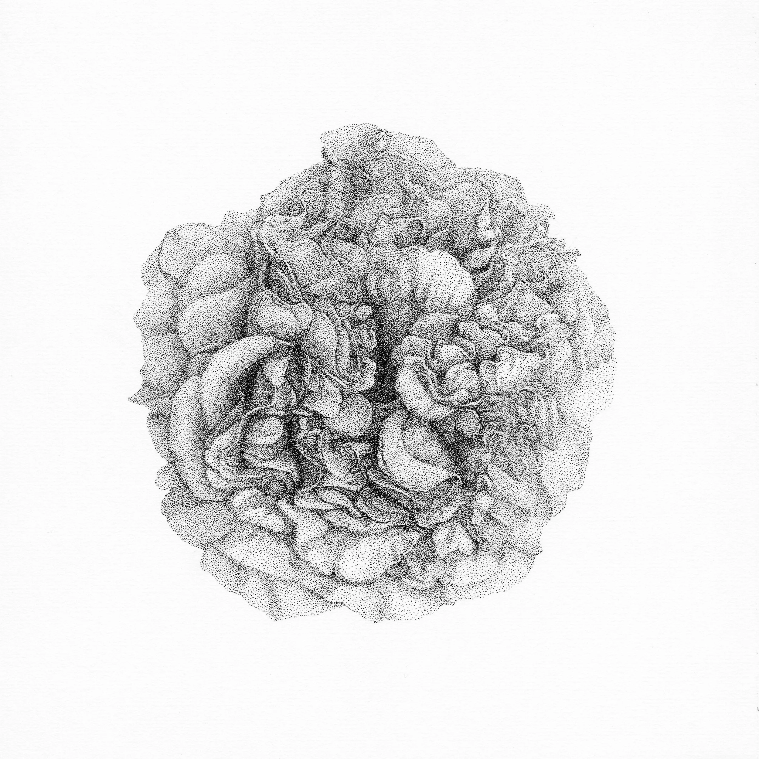 Peony. Portrait of Flower Series