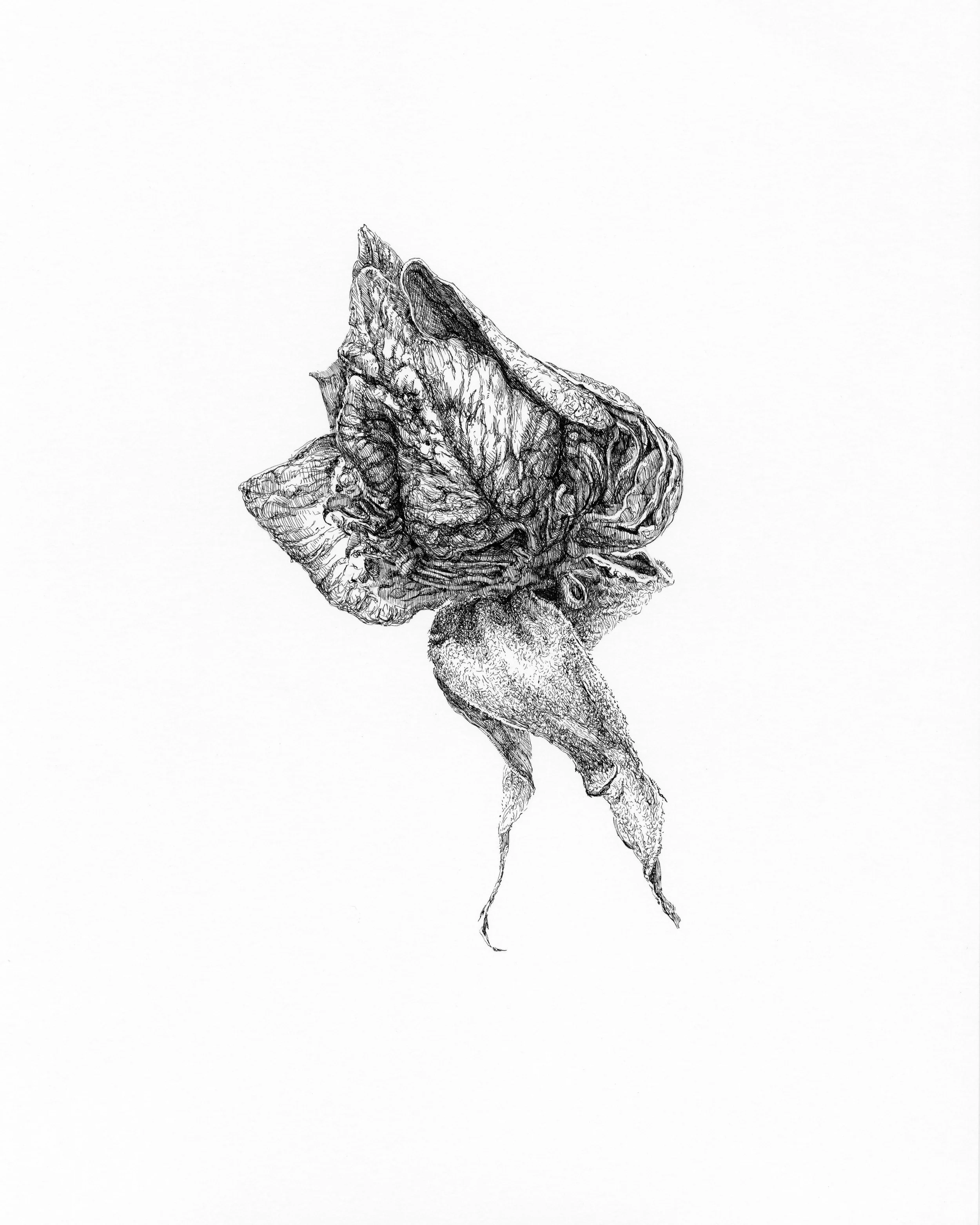 "Evening Rose".
8" x 10", pen and ink on paper