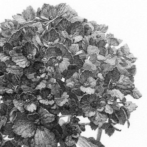 Black and white hand-drawing work of a dense cluster of small leaves and buds of hydrangia.