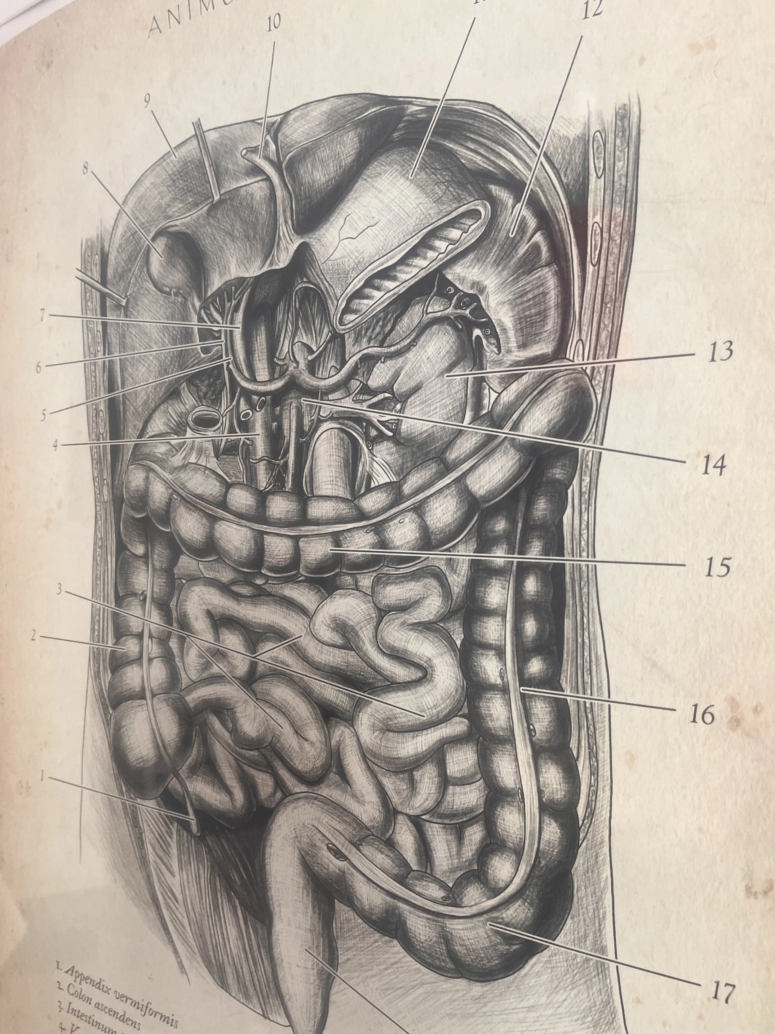 Detaillierte anatomische Illustration des menschlichen Verdauungstrakts, gekennzeichnet mit nummerierten Bezeichnungen der verschiedenen Organe und Strukturen.