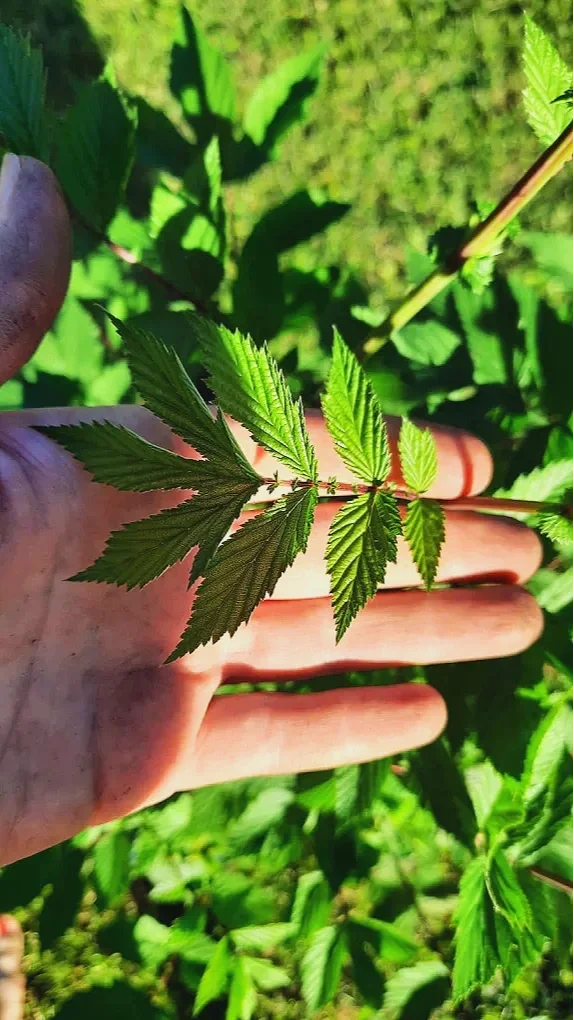 Hand hält eine grüne Blattpflanze im Freien mit grünen Blättern im Hintergrund.