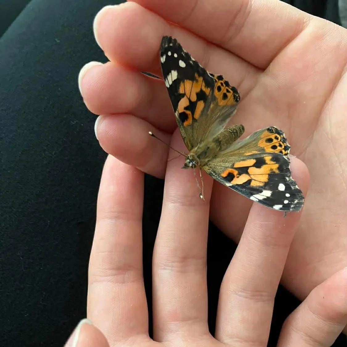 A person holding a butterfly with orange, black, and white patterned wings on their fingers.