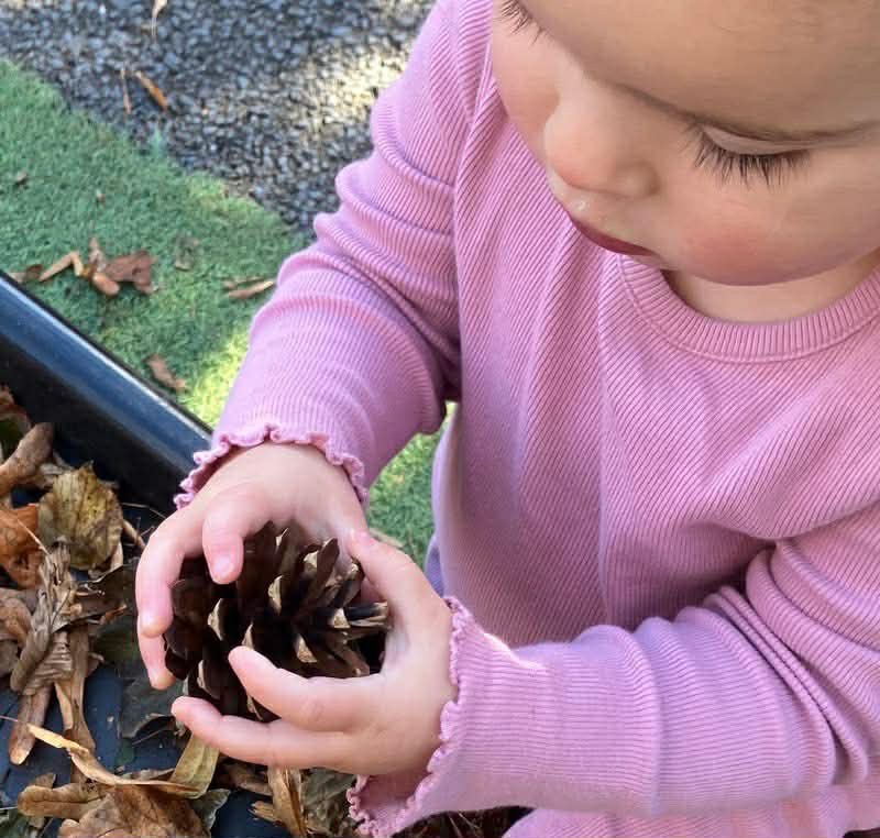 Child in pink shirt holding a pine cone outdoors near fallen leaves.
