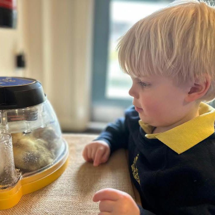A young boy with blond hair wearing a navy blue shirt with a yellow collar, observing a container with small creatures inside.