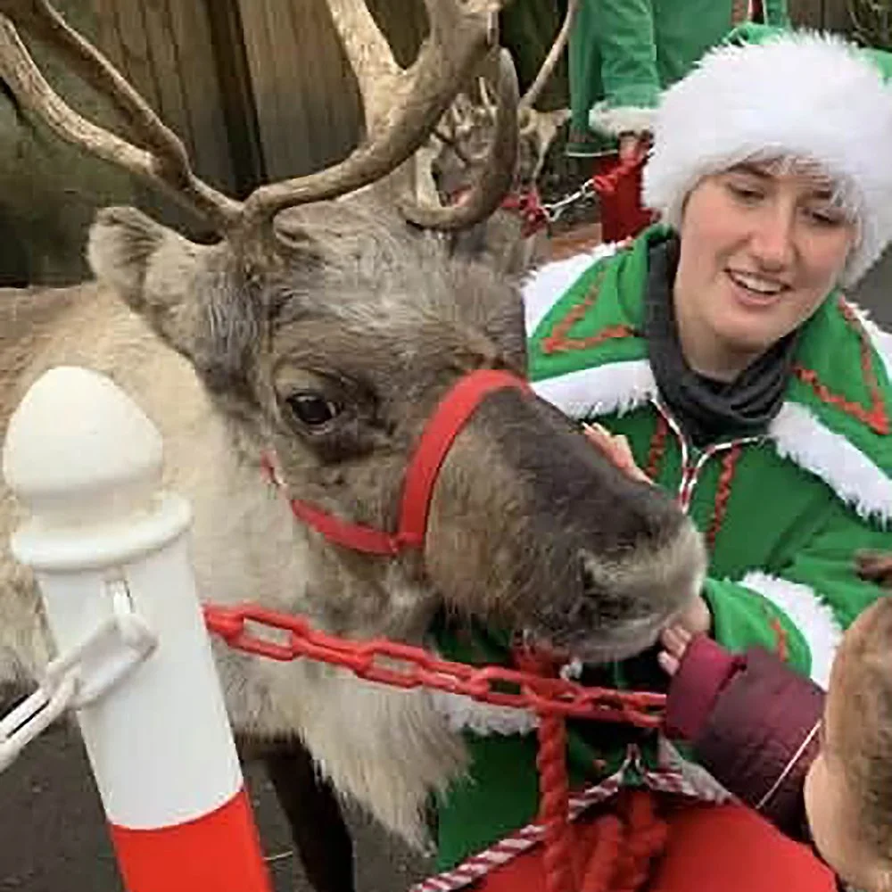 A woman wearing a Santa hat and a green Christmas sweater with red and white trim is smiling as she poses with a reindeer. The reindeer has large antlers, a red harness, and is drinking milk from a bottle held by a person in a red jacket. The scene appears festive and holiday-themed.