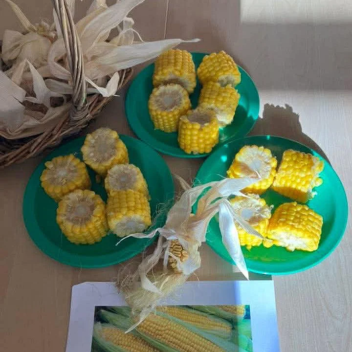 Three green plates with cut corn on the cob arranged on a table, along with a wicker basket with husks and a printed picture of corn.