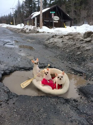 ...Gnat's dogs were prepared for our streets
