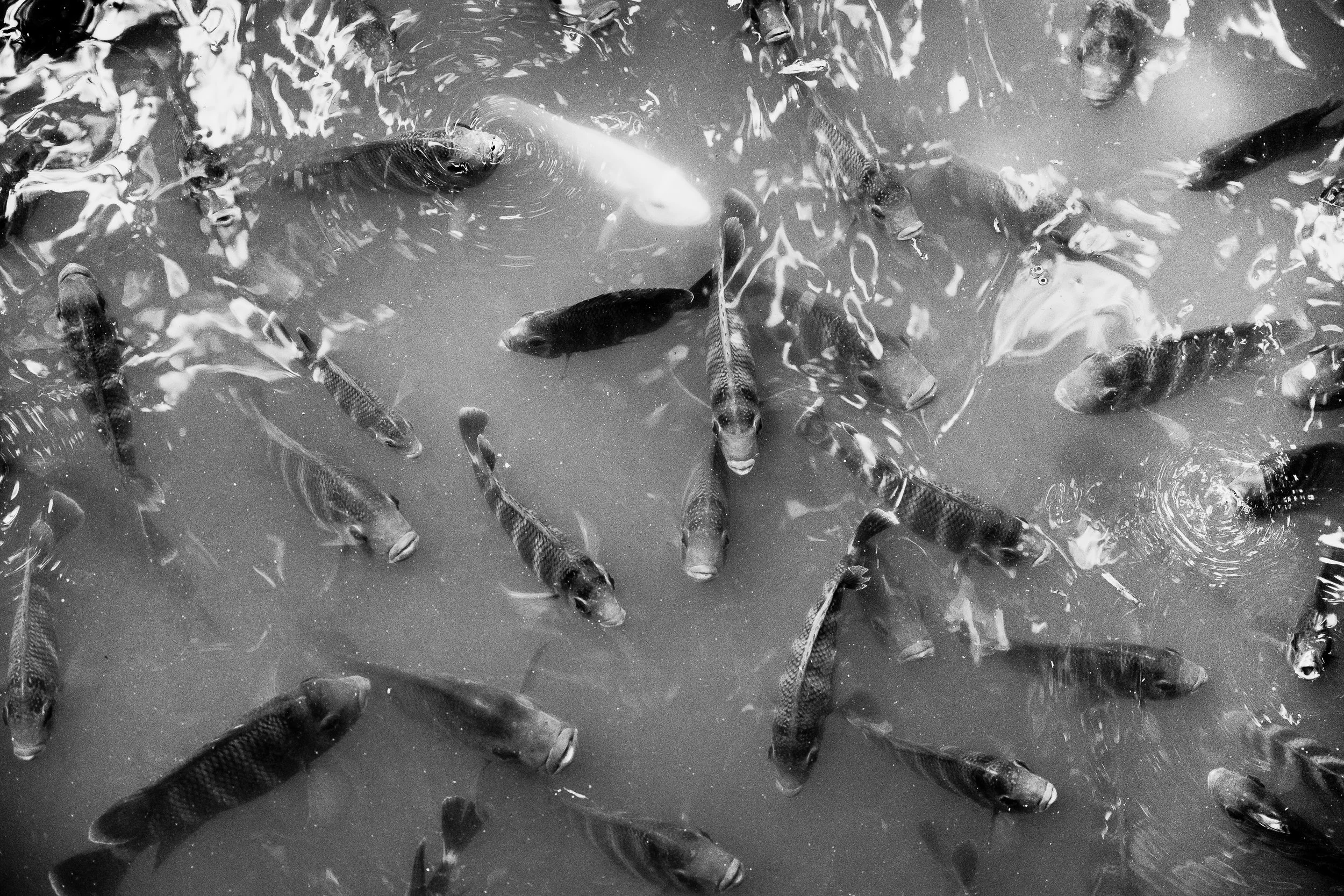 SEA OF FISH