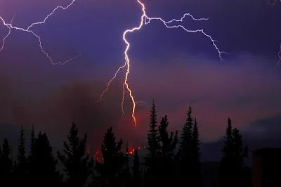 The Fiery Resilience of Florida’s Forests: Why Our Trees Need the Heat