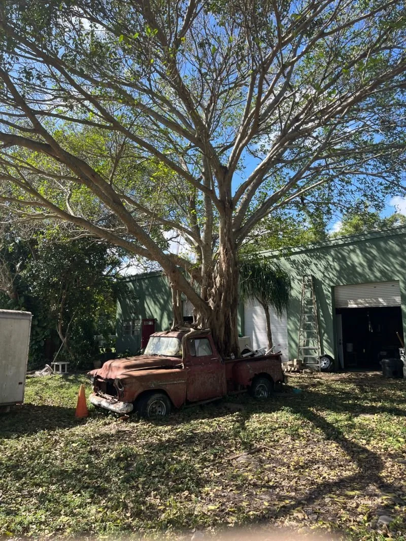 old pickup truck with tree growing through the bed
