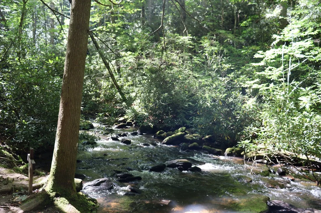 forest scene with trees and creek