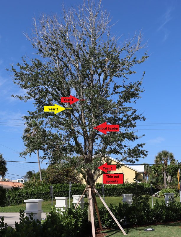 urban tree with structural pruning details