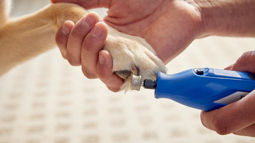 A veterinarian is trimming a dog's nails using an electric nail grinder.